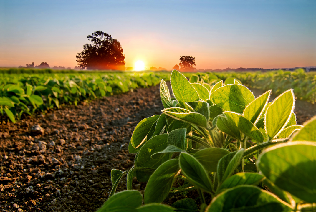 Close-up of crops growing on field against sky during sunset