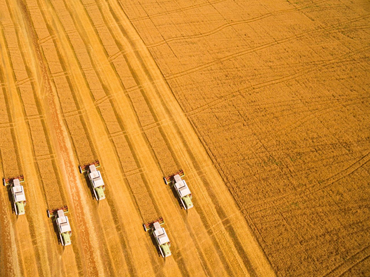 Harvest of wheat field