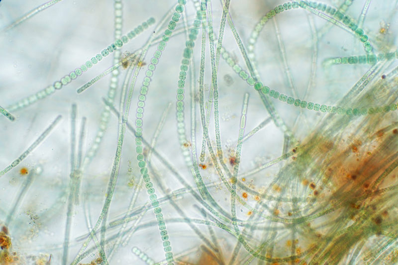 the science and success of biologicals