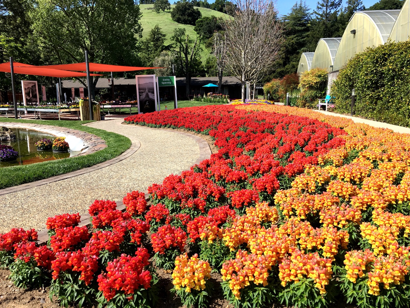 Syngenta Flowers California Spring Trials