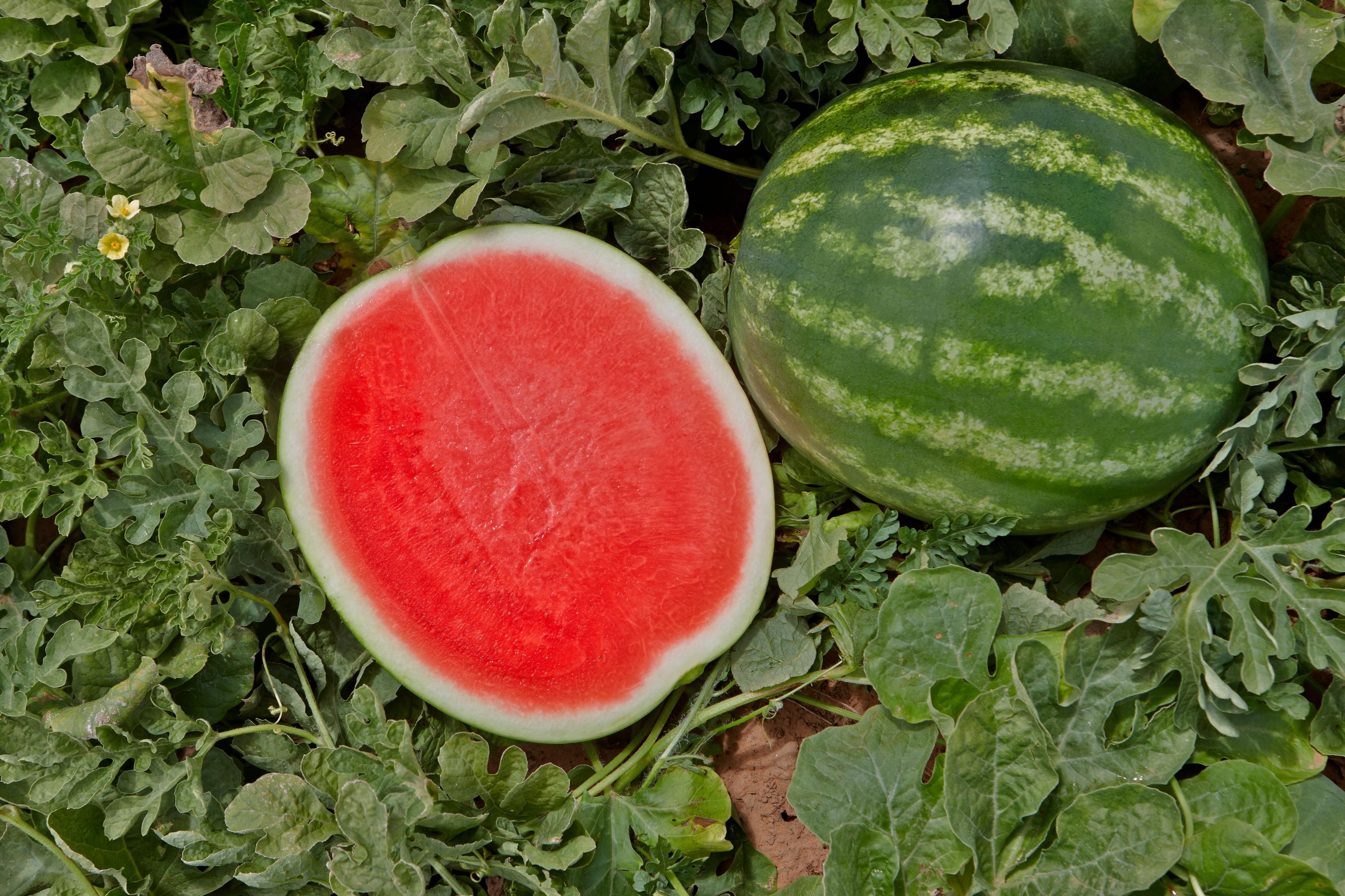 Mini seedless watermelons