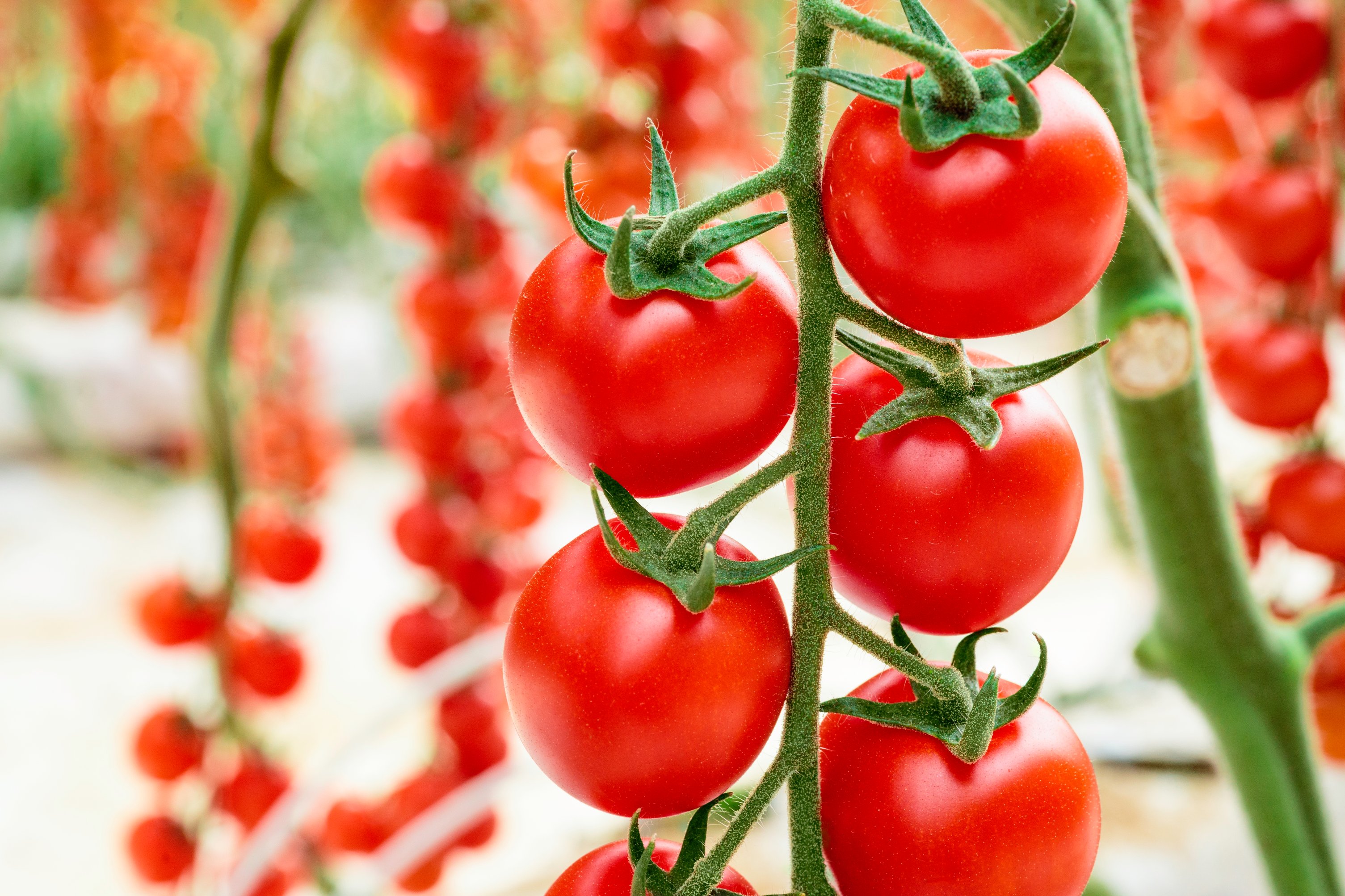 Tomato Cherye