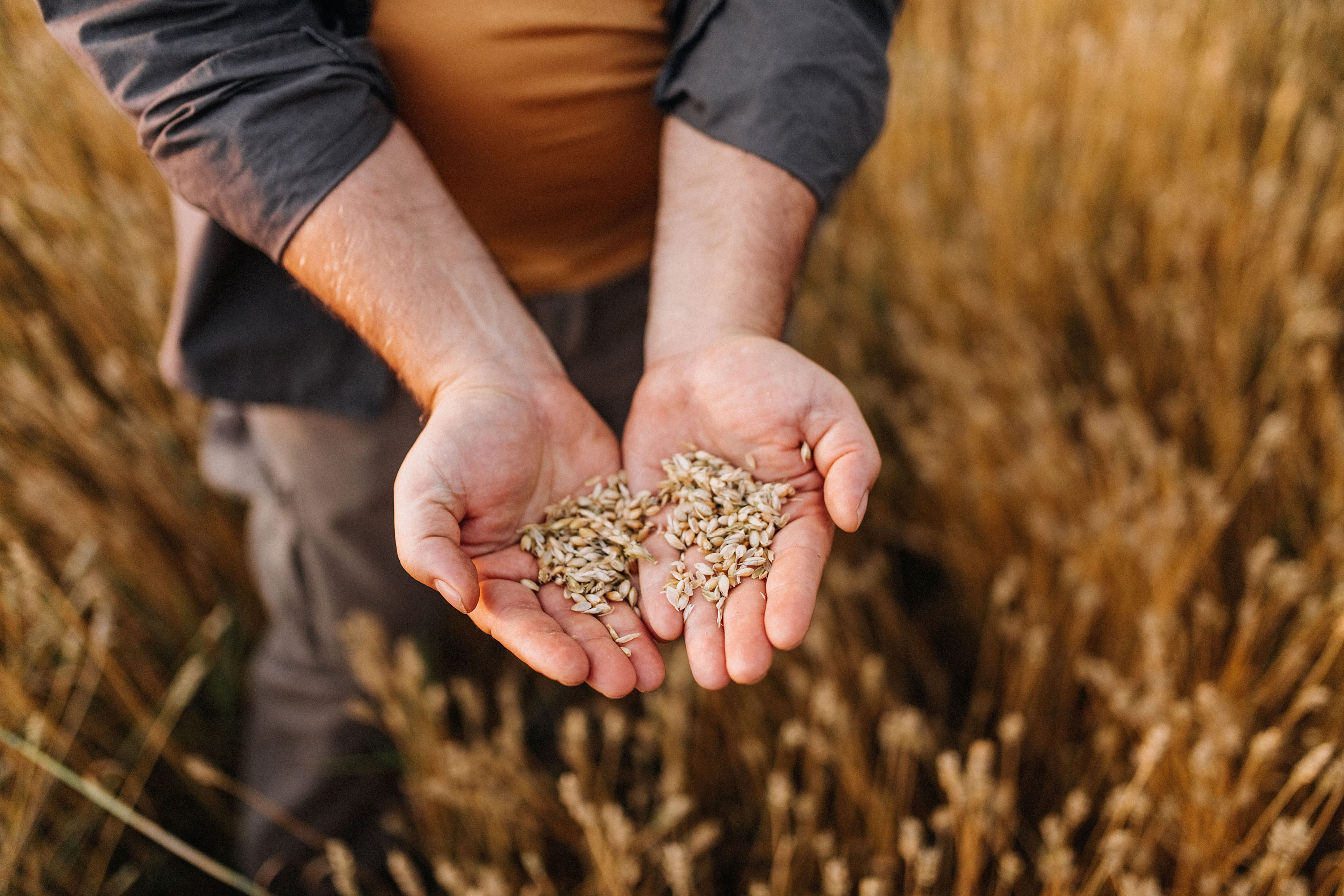 Farmer controlling harvest quality in his field