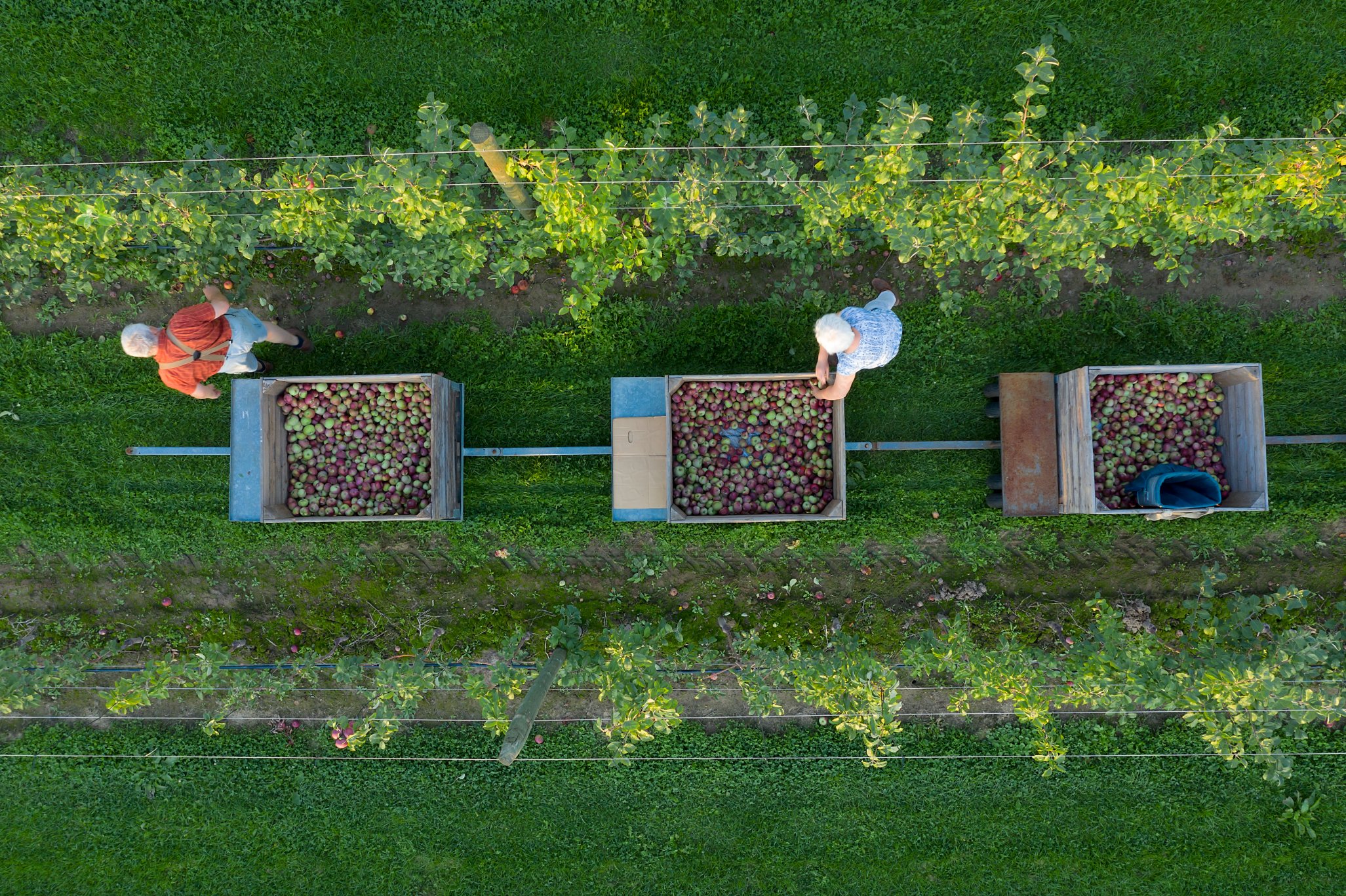 Apple harvest