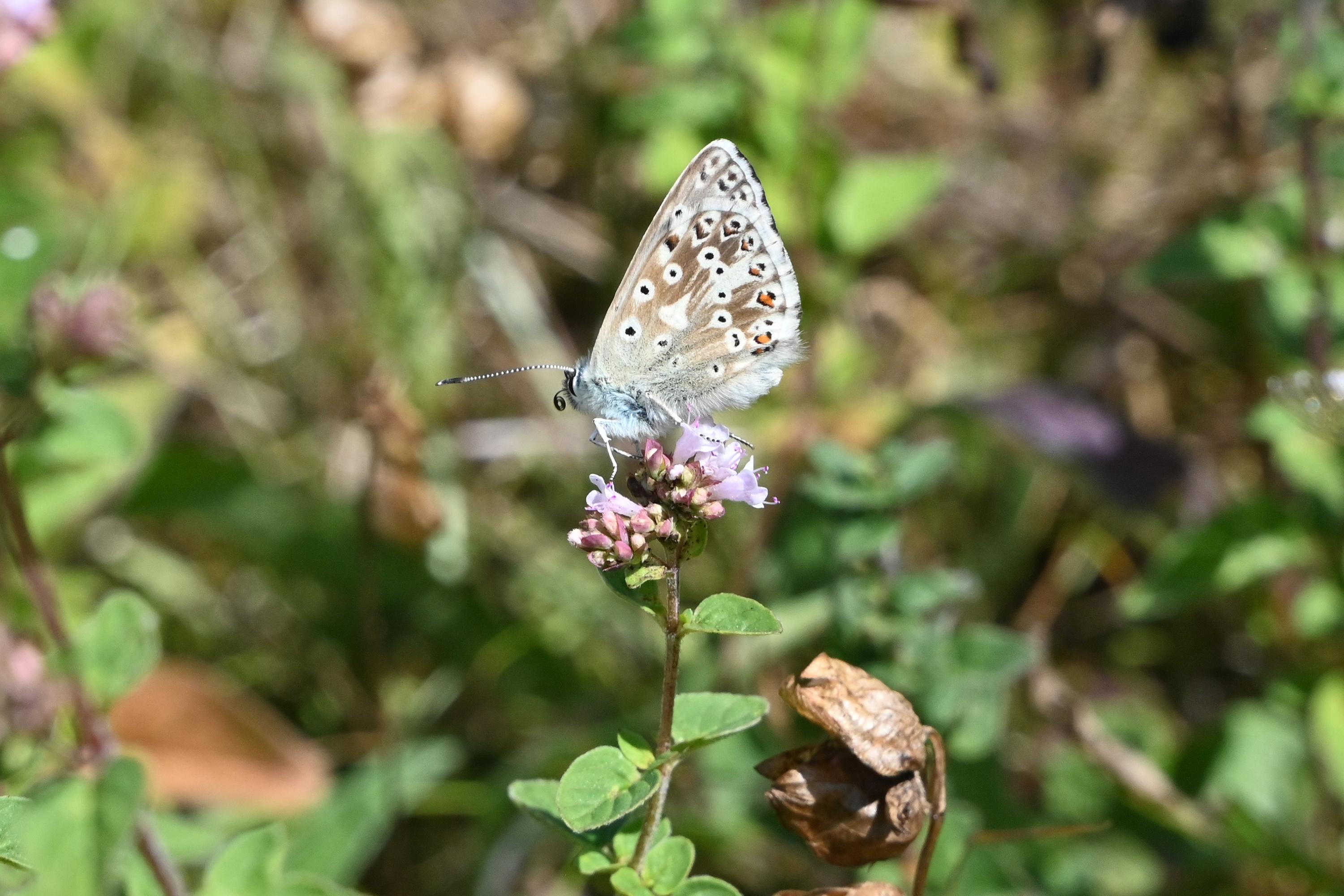 Blue butterfly