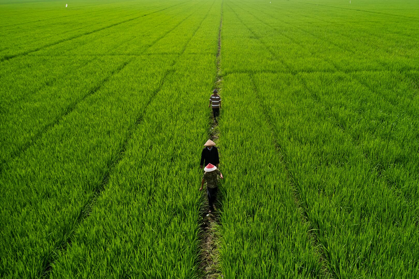 View of Indonesian rice fields