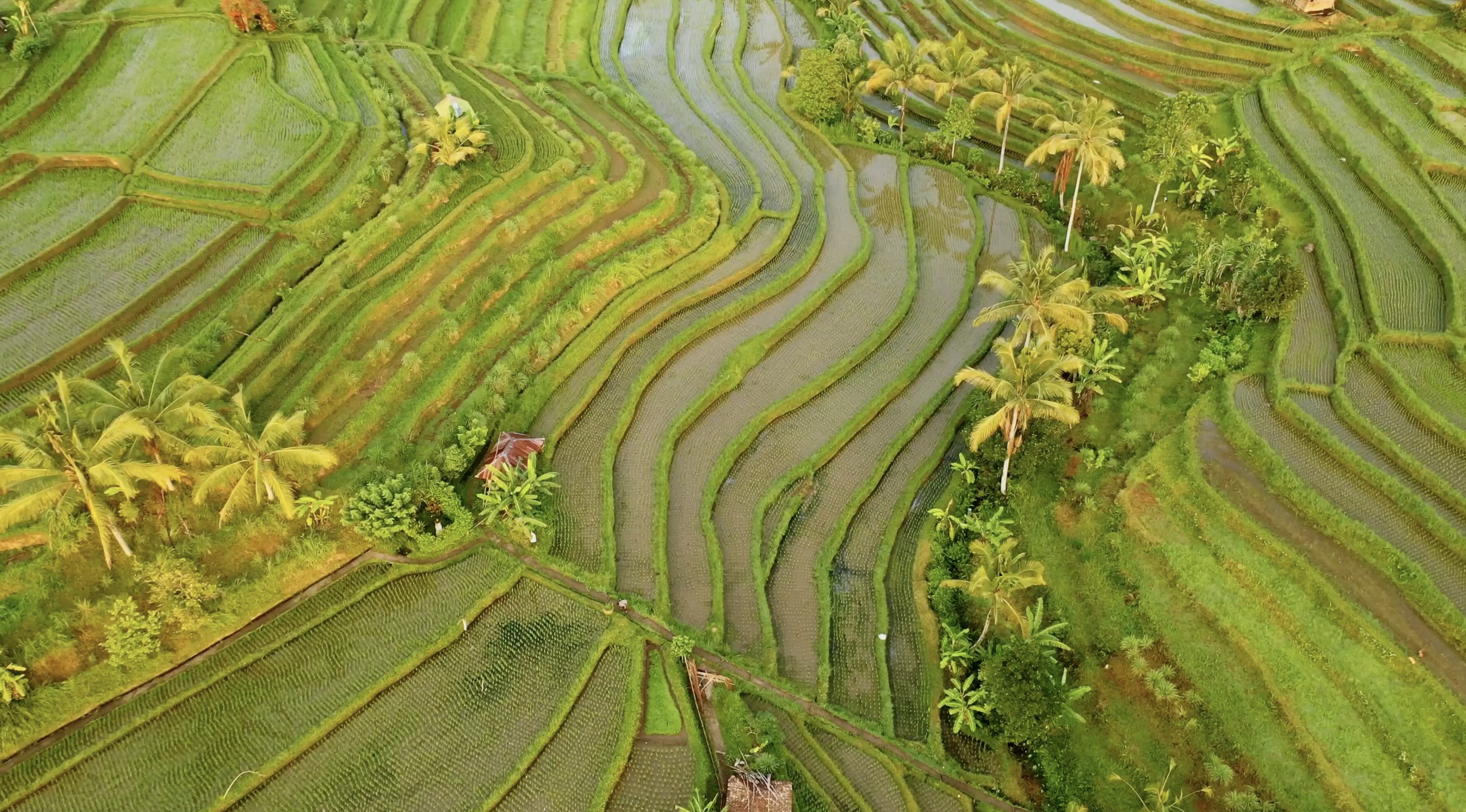 Rice terrace, Bali