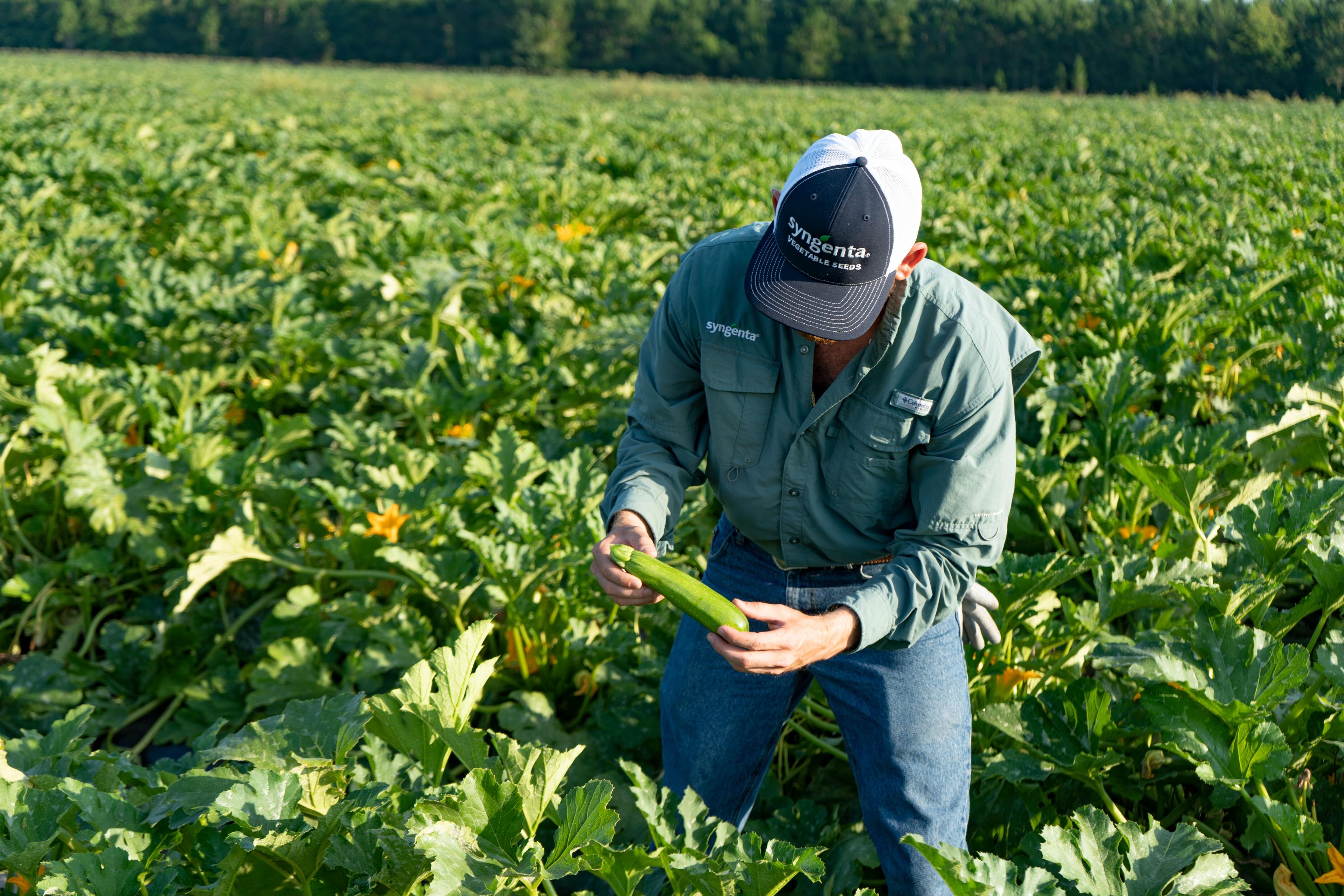 Syngenta product specialist at a zucchini field