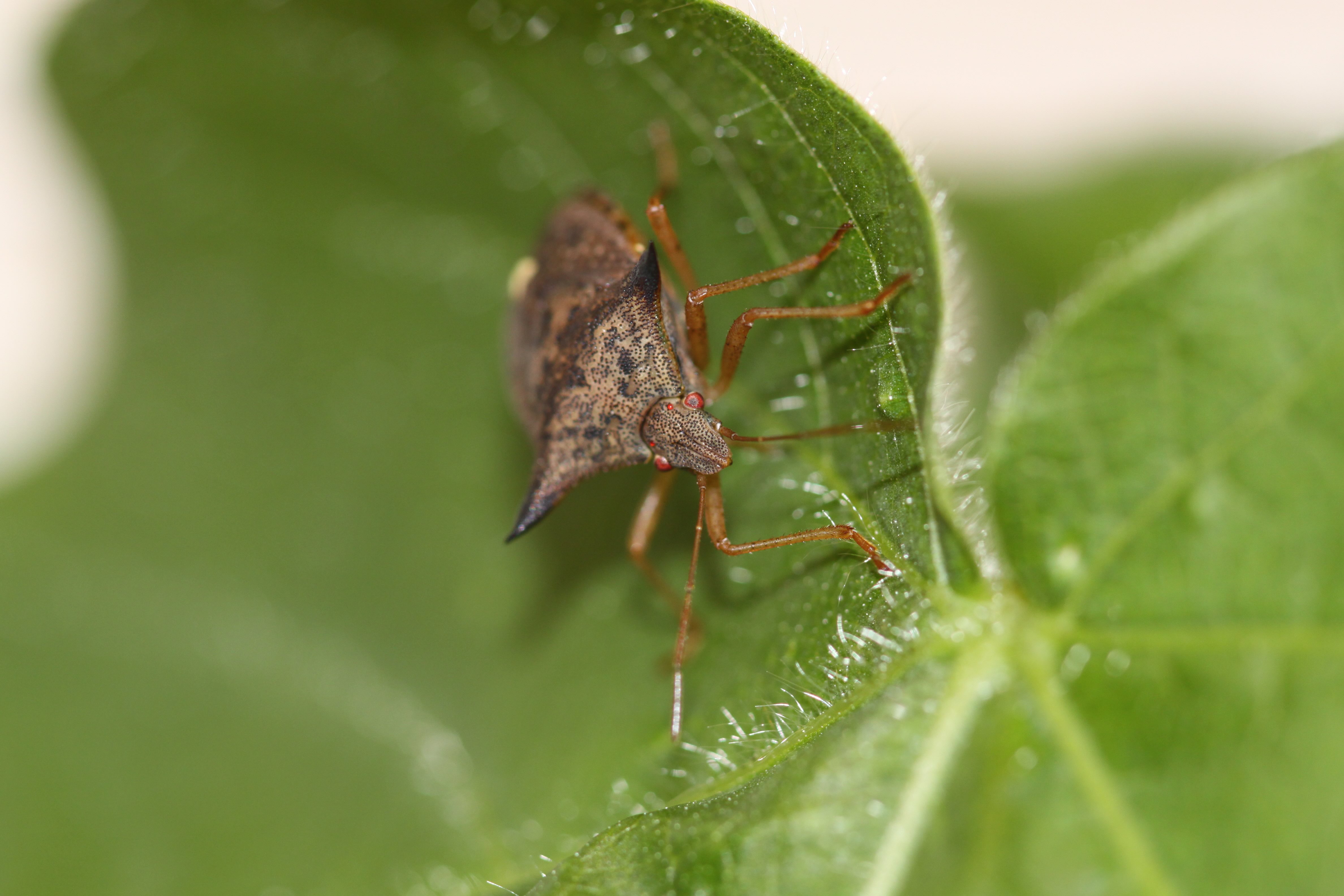 Euschistus heros on soybean