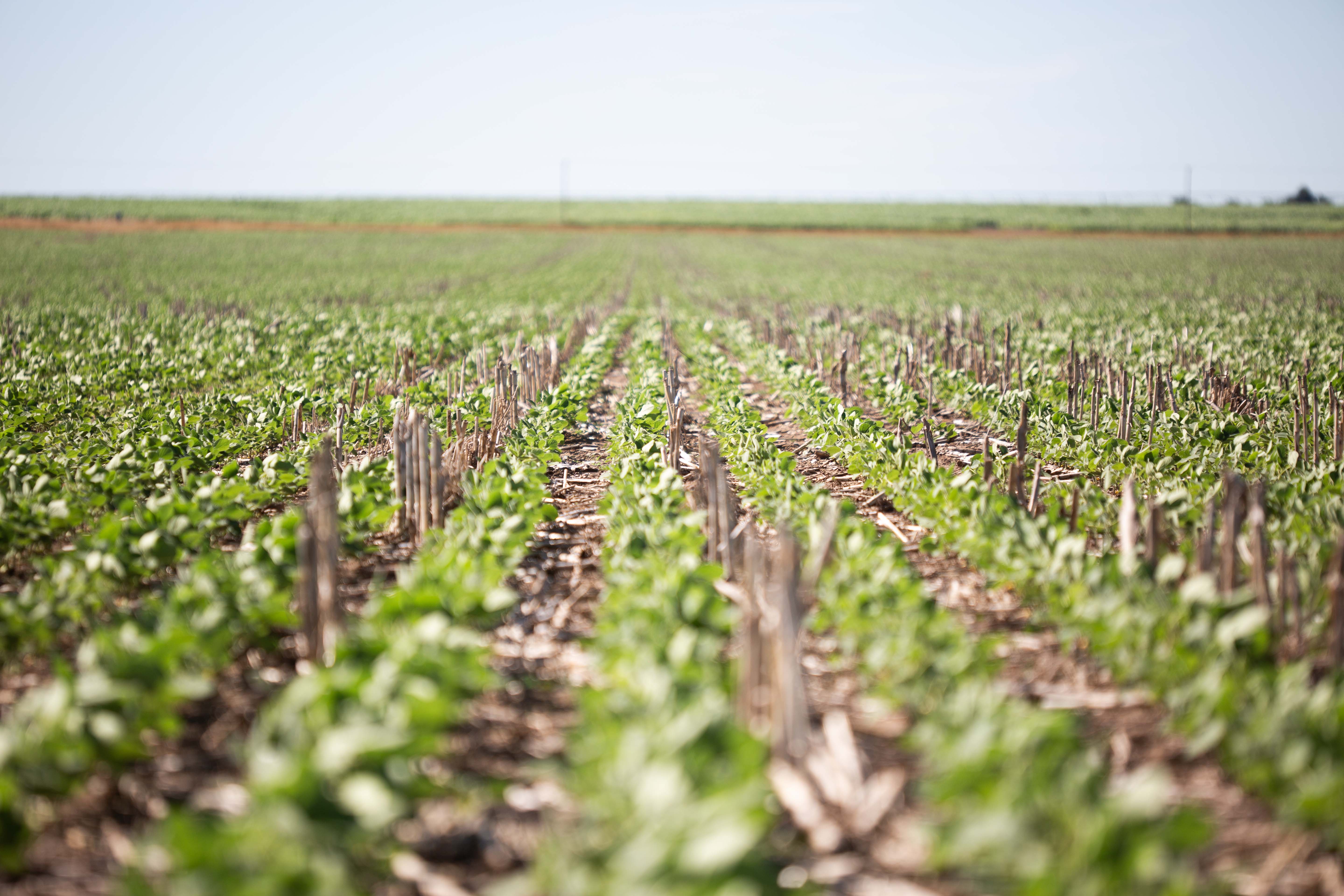 Viewing untreated soybean crops with weeds