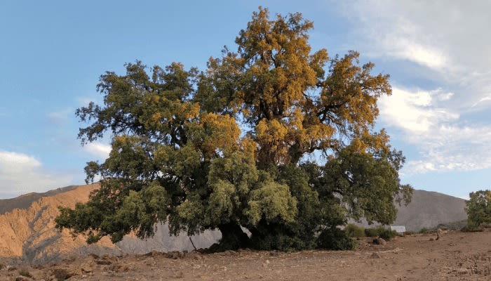 quillaja-saponaria-tree-in-chile-with-andes-mountains-in-the-background