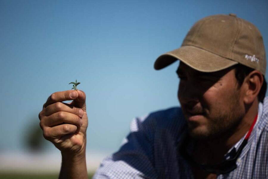 Farmer looking at untreated soybean crops with weeds