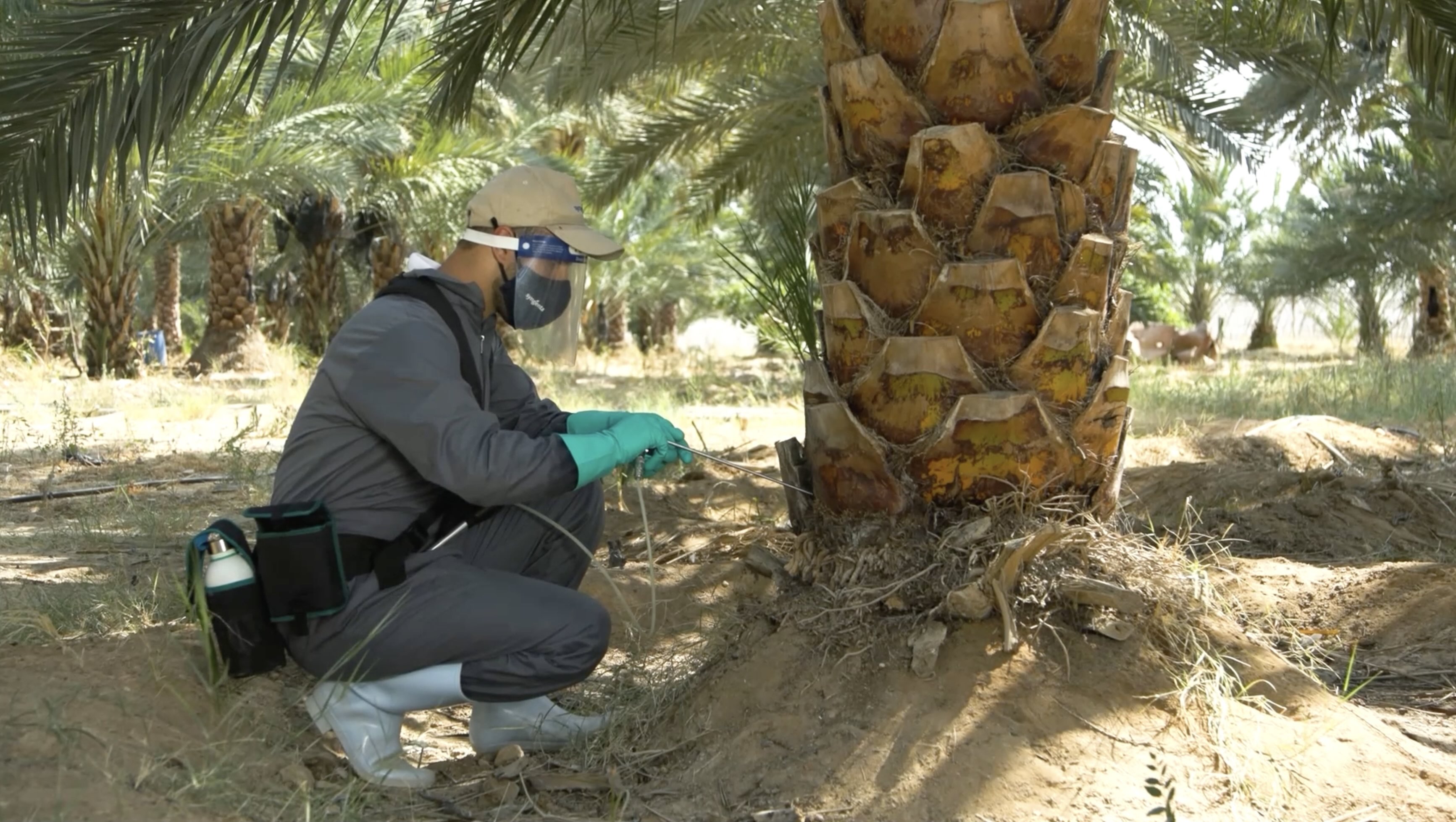 Injecting the palm tree with Revive
