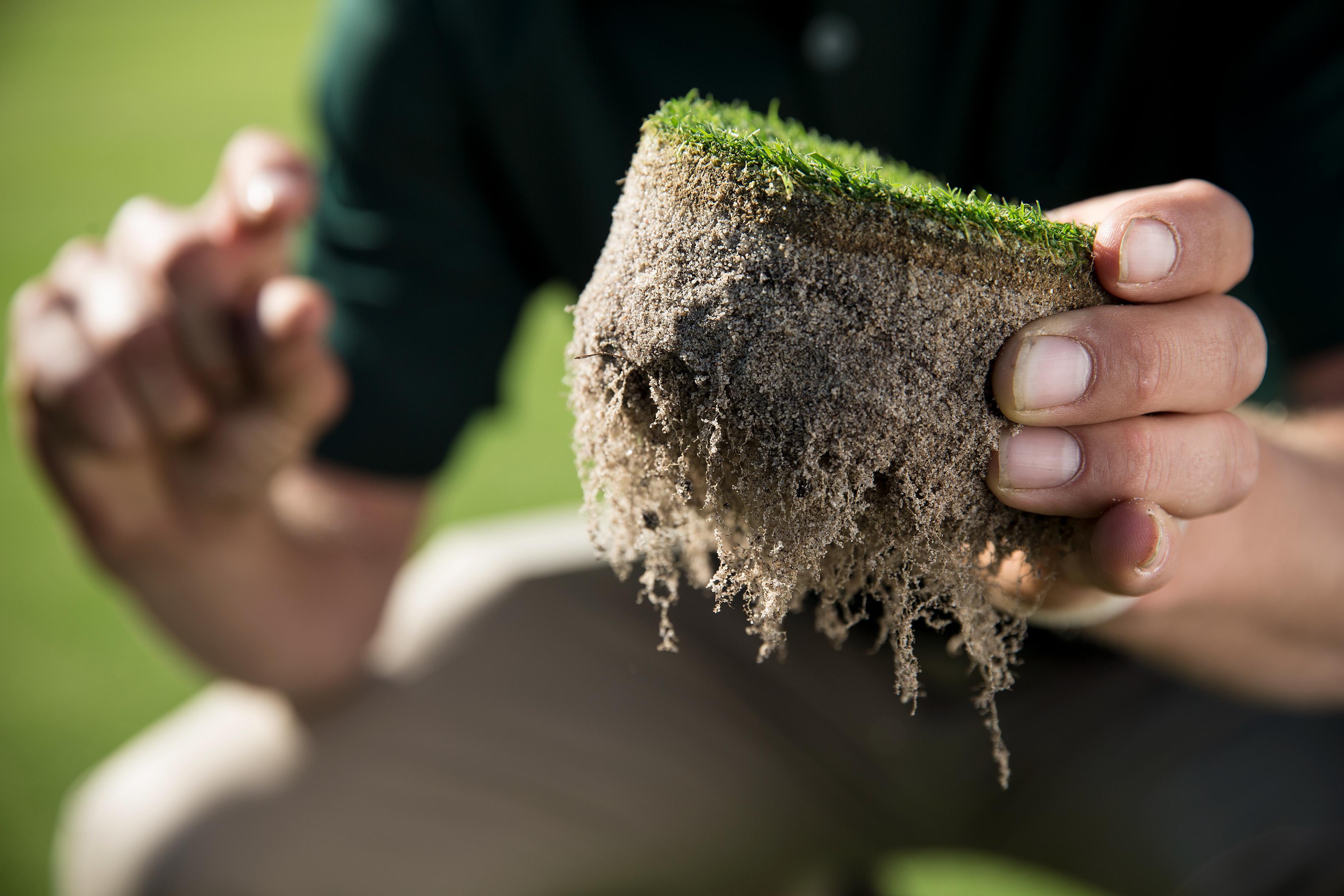 Checking the turf roots