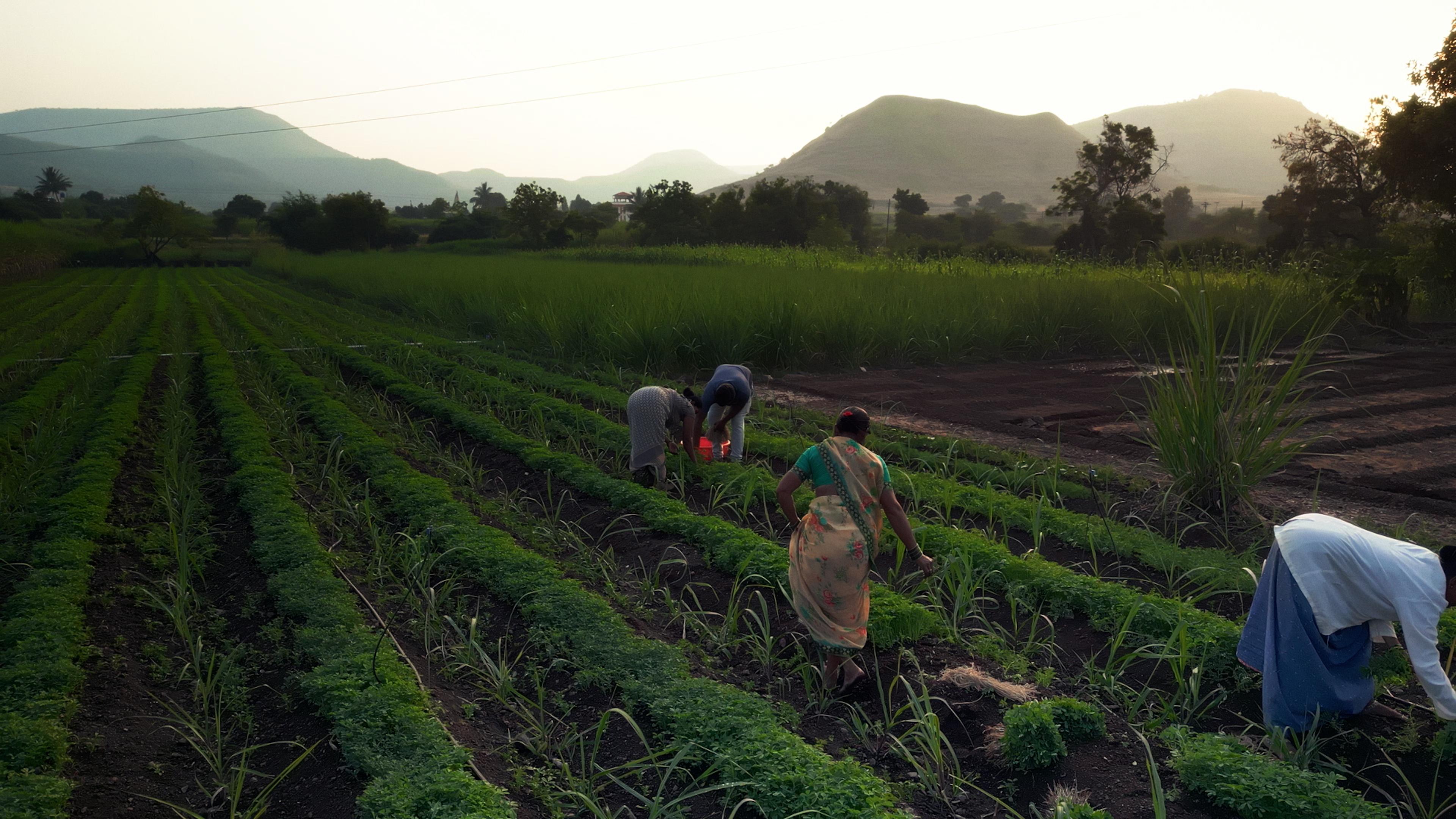 Tale of Two Farms Story Featured IMG