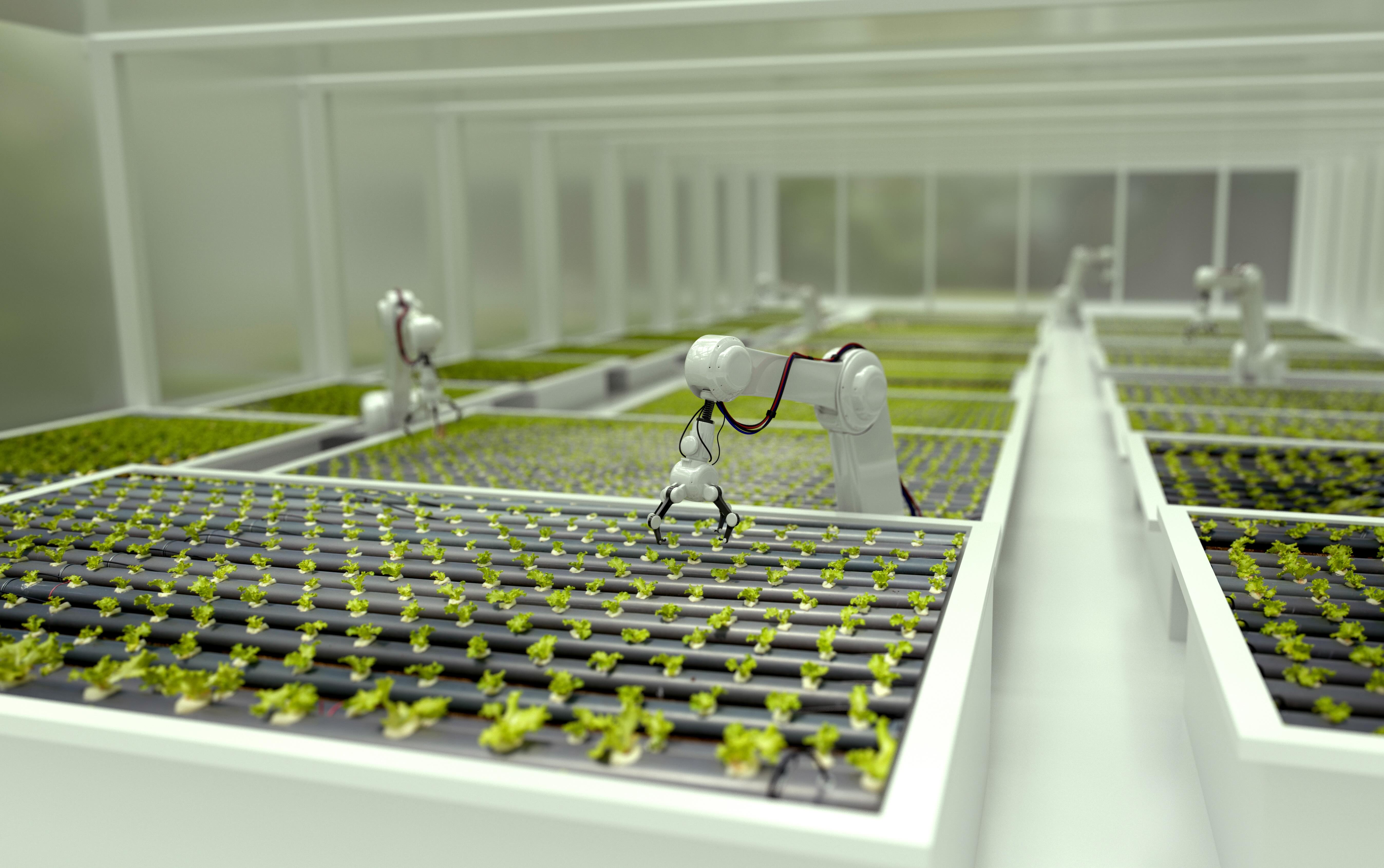 Robots growing lettuce in a greenhouse