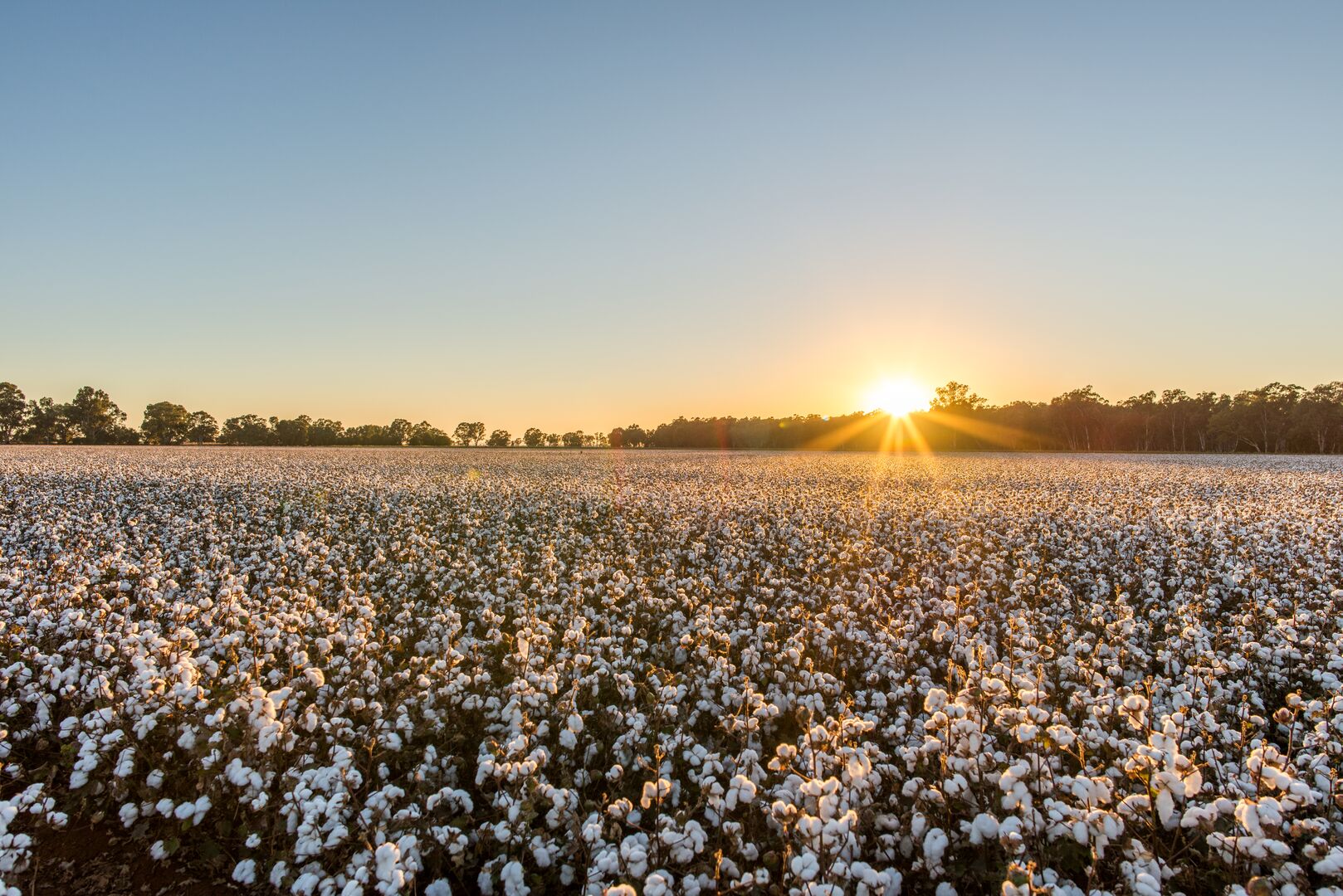 Cotton field dawn