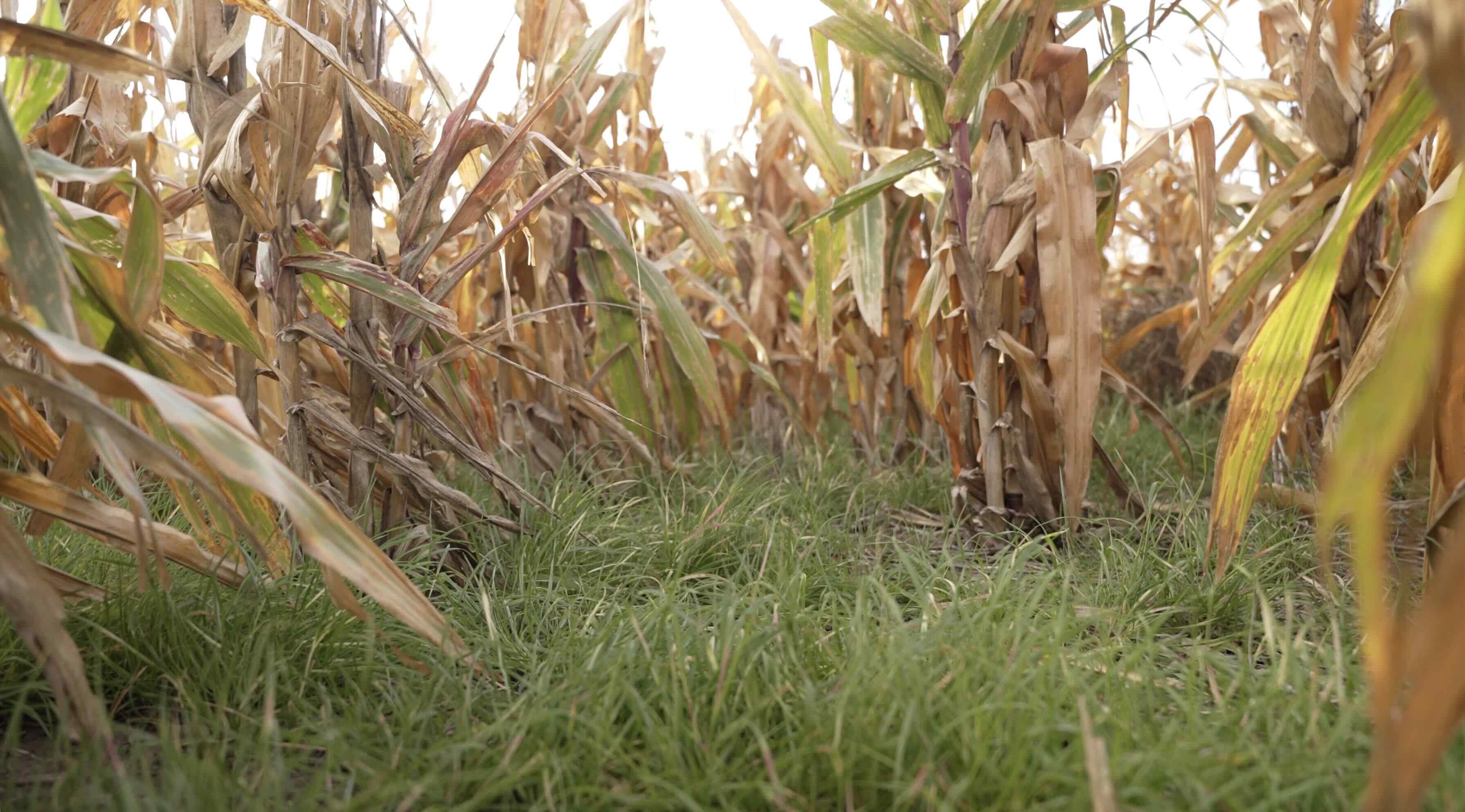 ryegrass in corn field