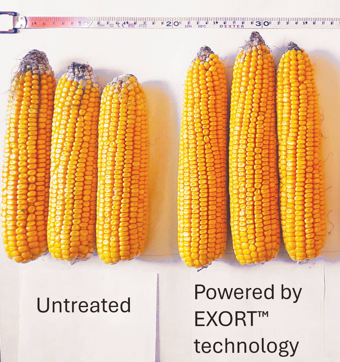 Difference between Untreated and Powered by EXORT™ technology sets of corn