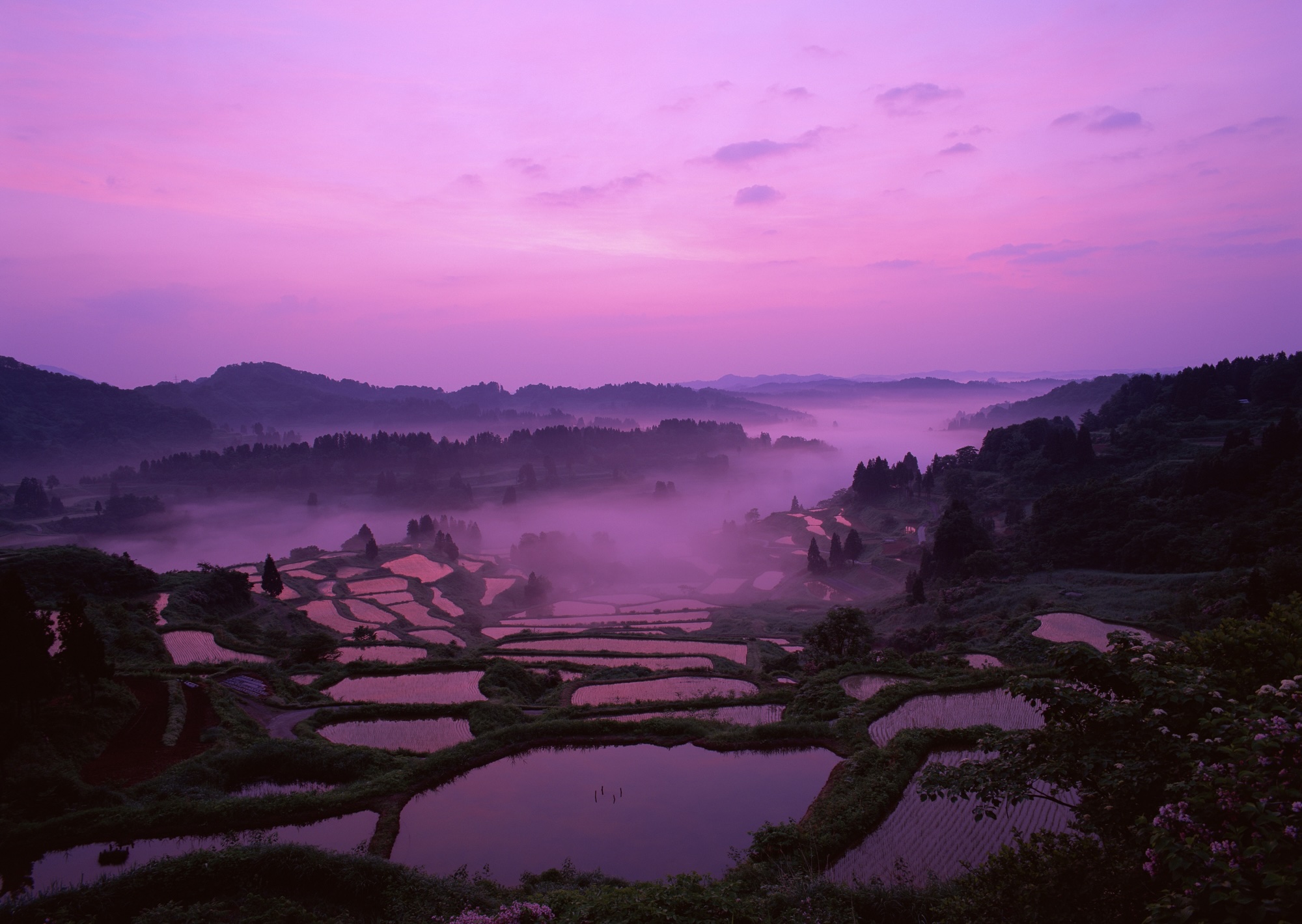 Rice paddies in the late evening
