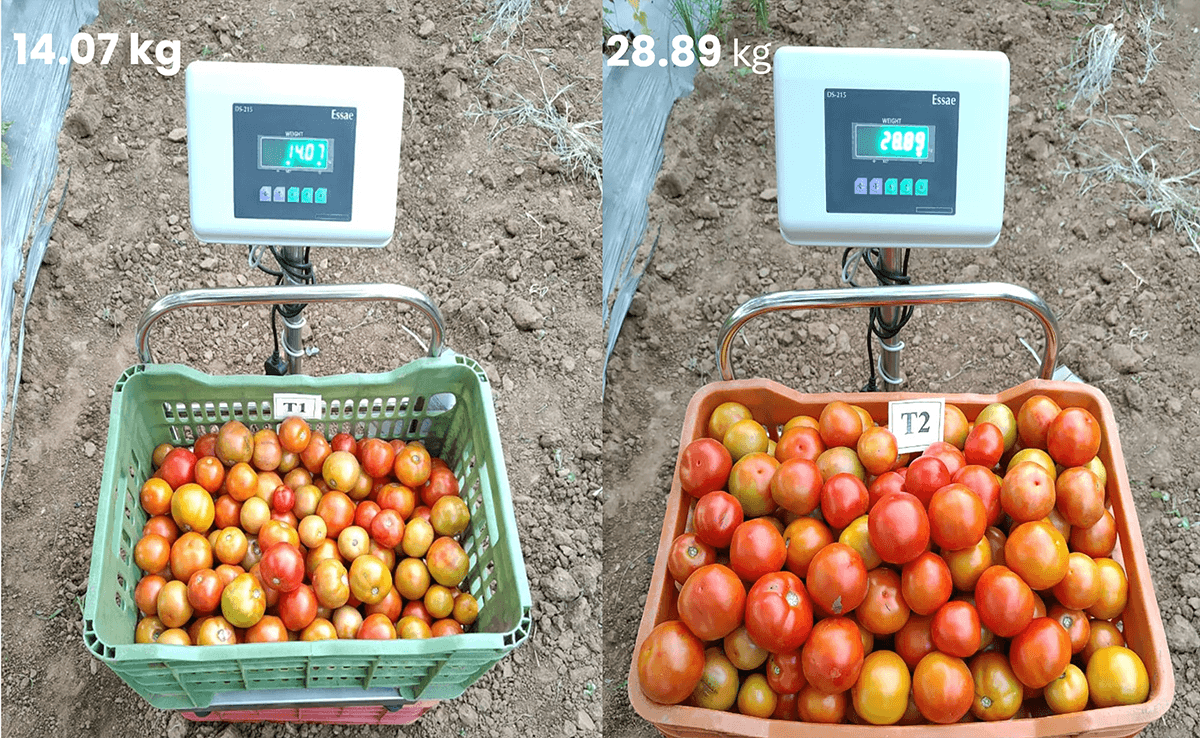 Weights of Marketable Yield 1st Harvest - Comparing Untreated to T2