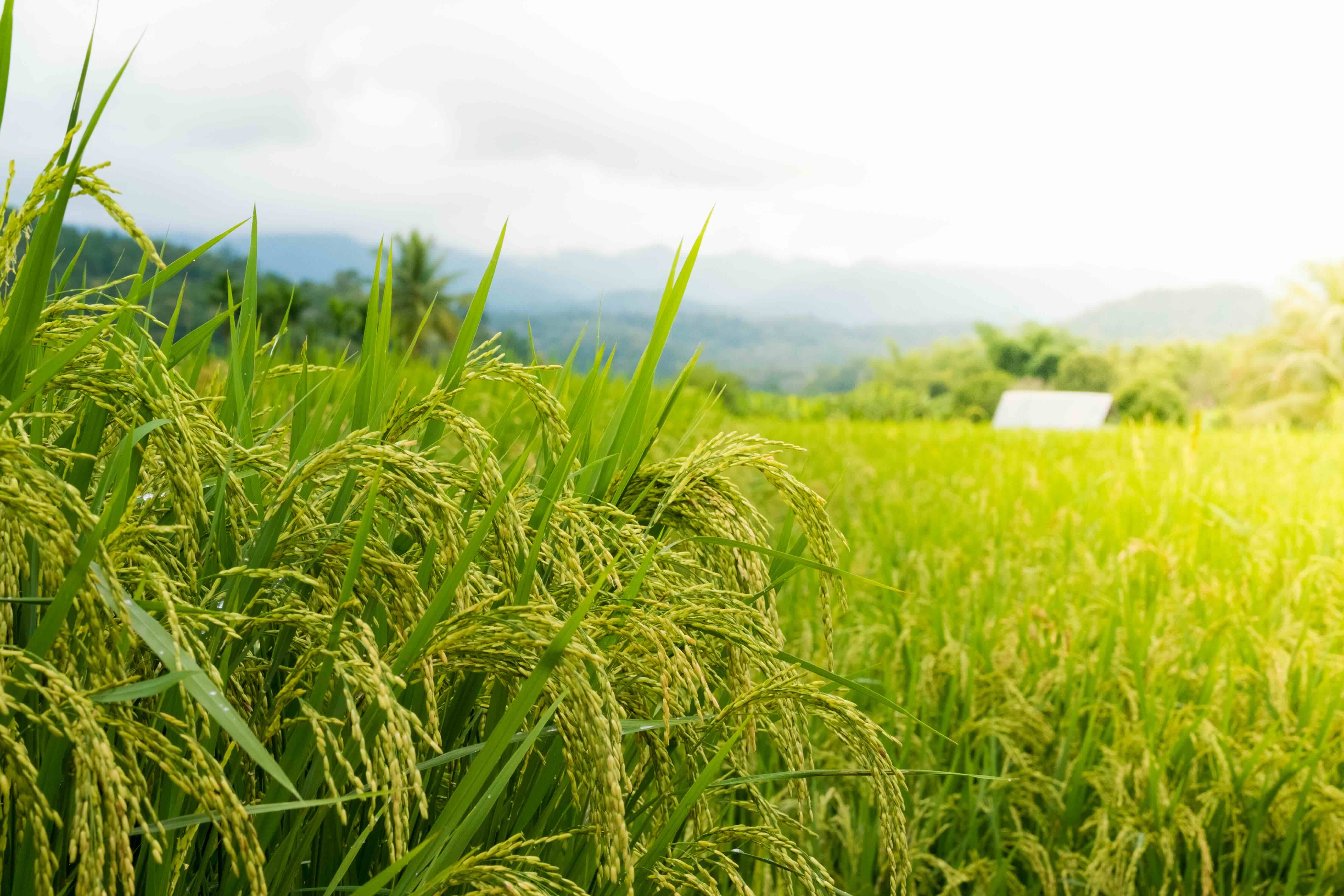 Pollenless Rice Breeding resilient rice across Asia