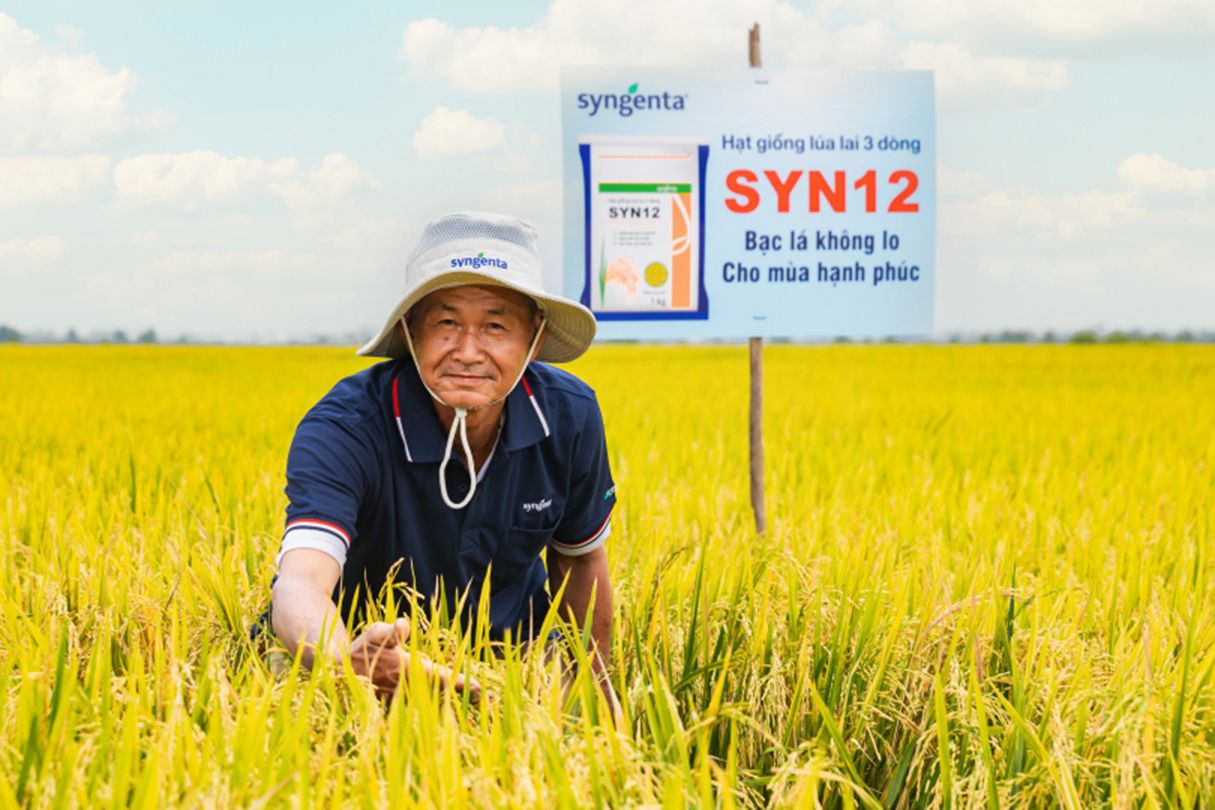 Breeding resilient rice across Asia