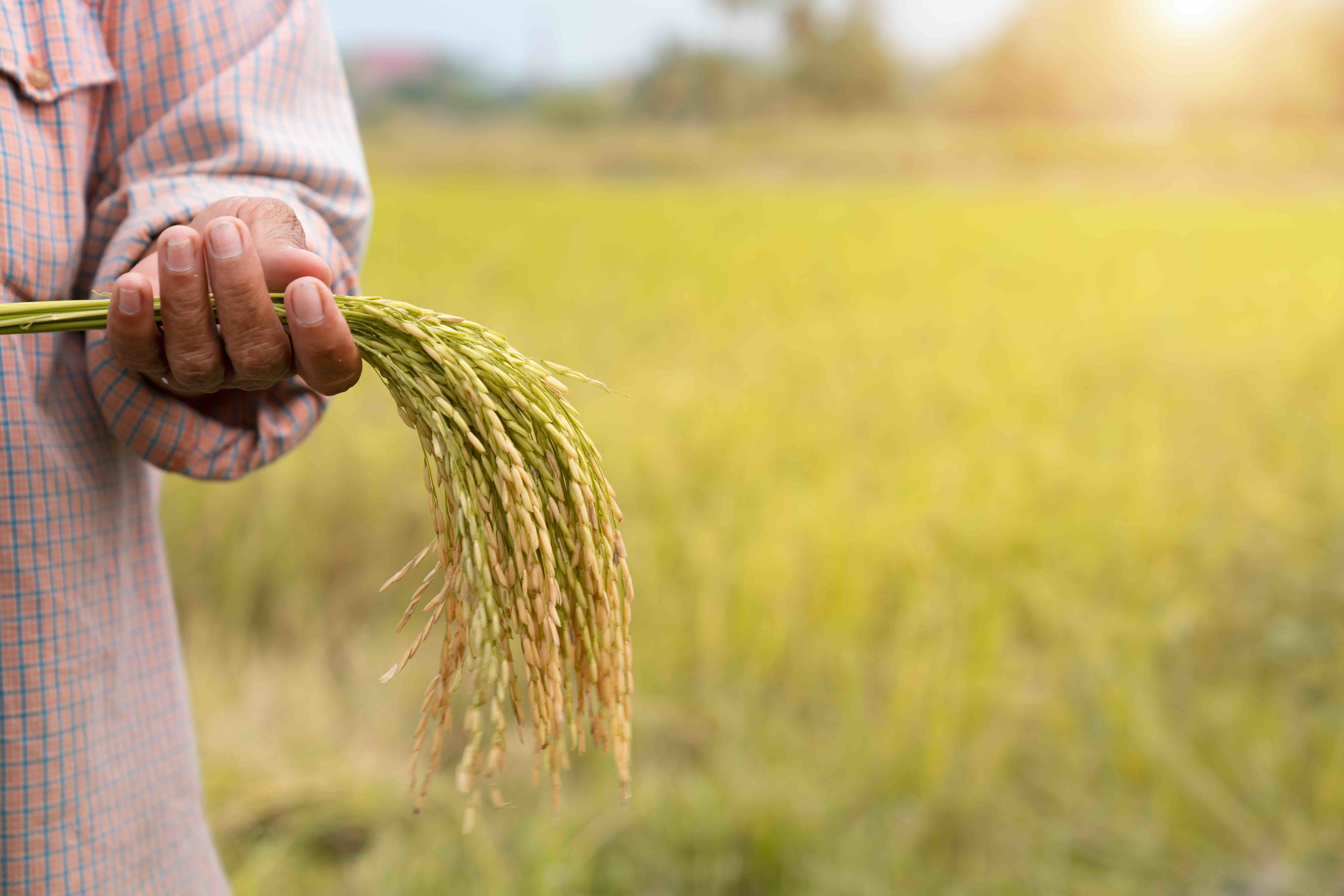 Raising Rice Breeding resilient rice across Asia