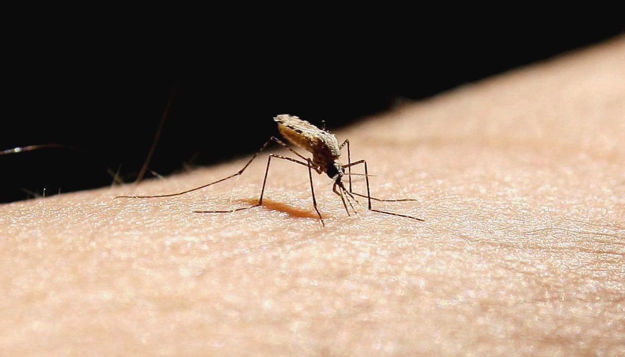 A close up of a mosquito