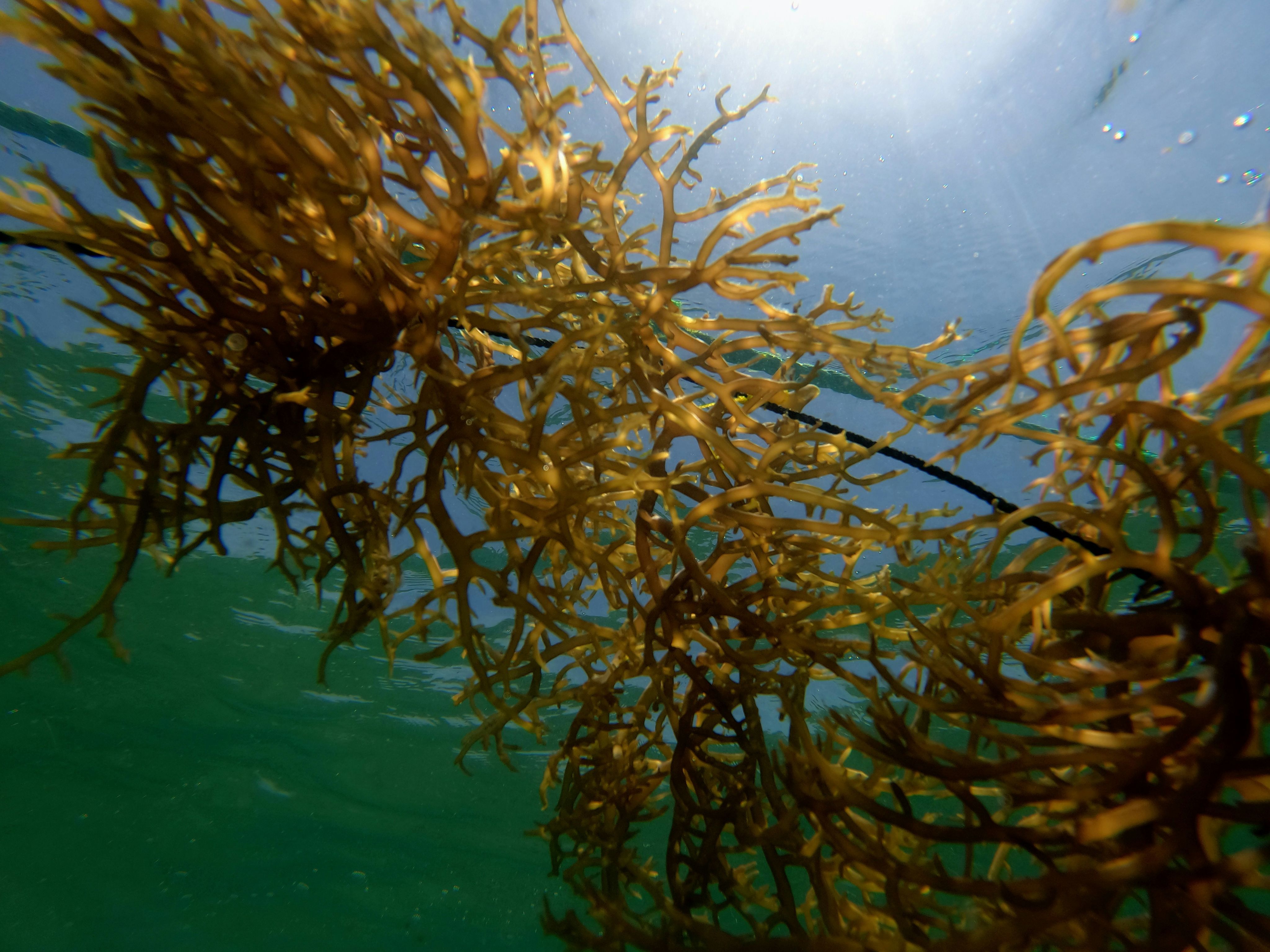 a sea weed in the water under the sun
