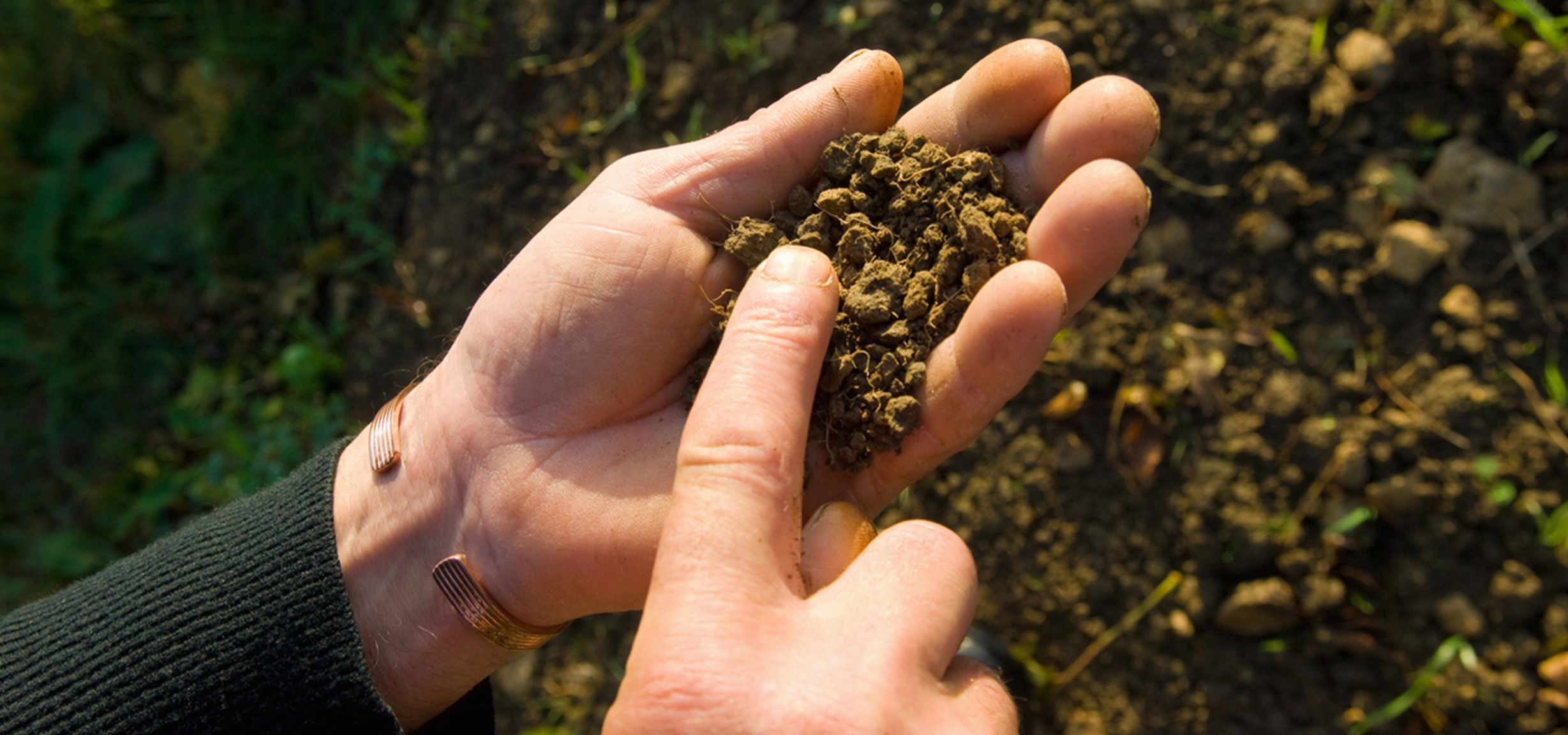 Farmer holding and monitoring soil health in field.