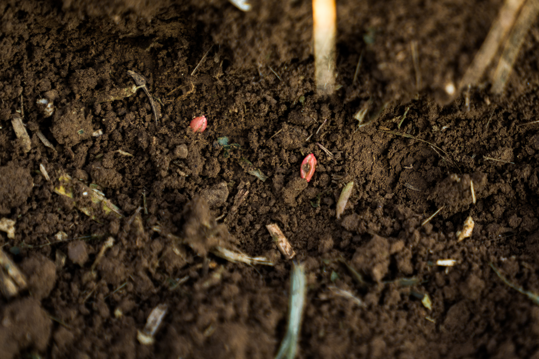 No-till seeding result