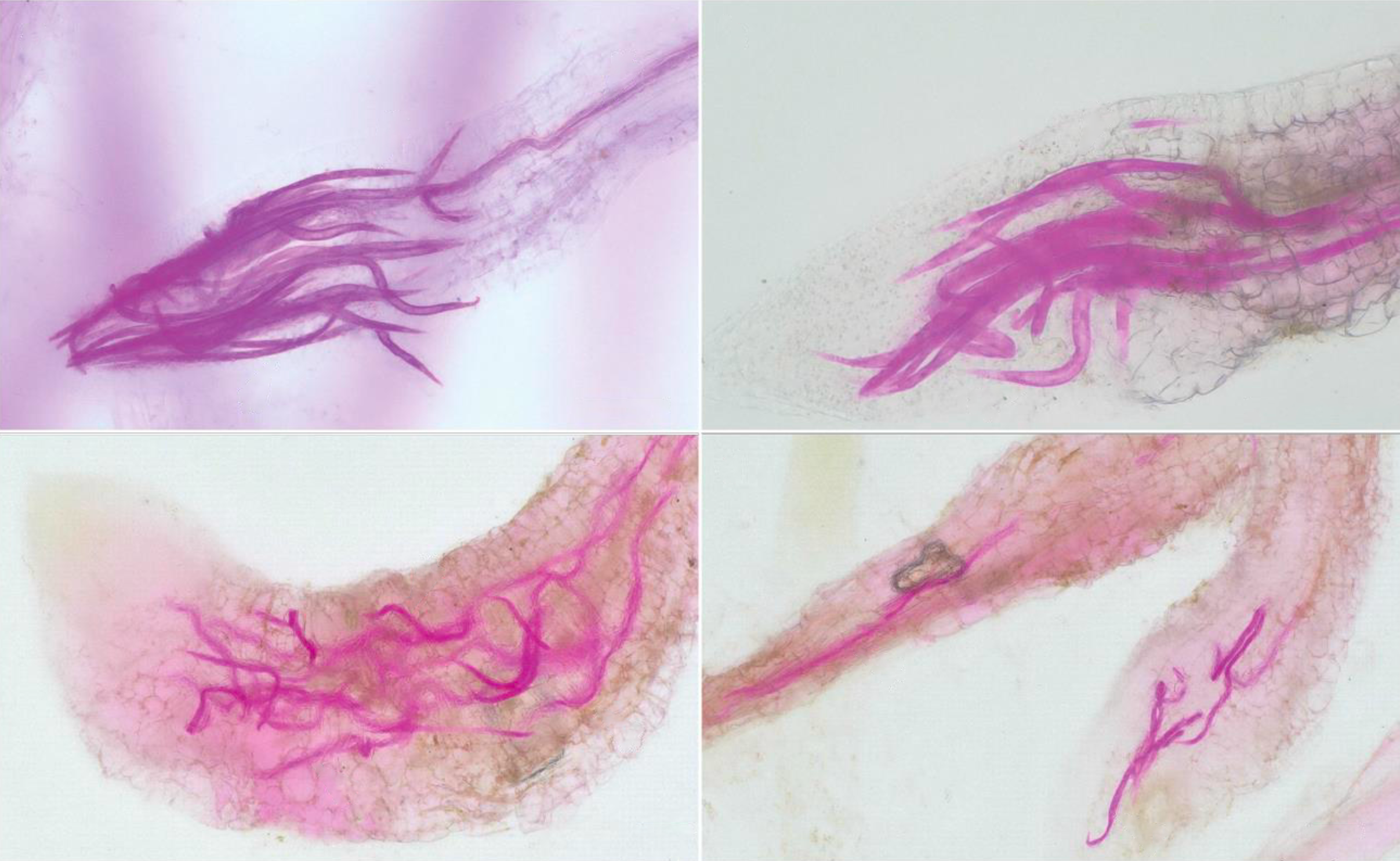 Juvenile nematodes shown in tomato root tips after infestation.