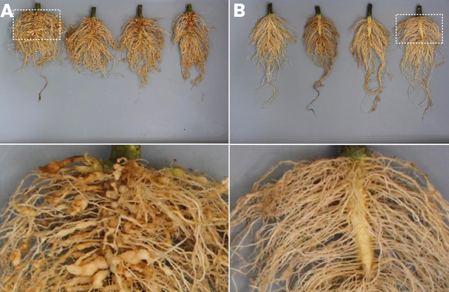 Root systems of tomato plants 30 days after infestation with egg suspensions of M. incognita. The untreated check (A) demonstrated severe root galling (Zeck index ‘8’), whereas plants treated with cyclobutrifluram (B) provided full protection against RKN infection (Zeck index ‘0’).