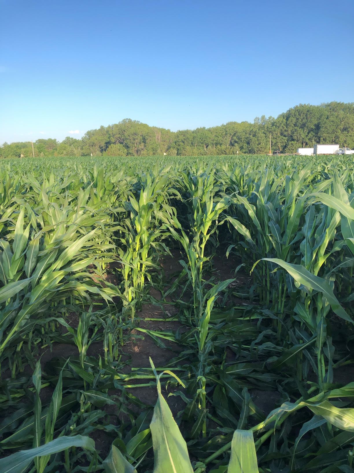 A hybrid with greensnap, observed after crop trialing