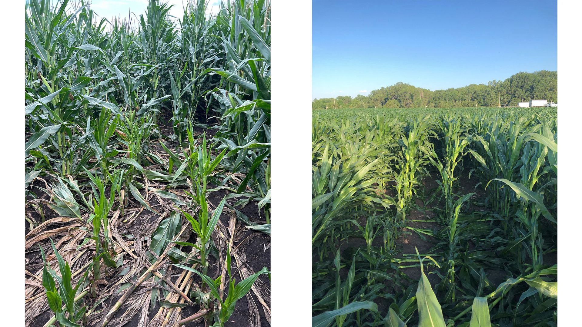 A hybrid with greensnap, observed after crop trialing