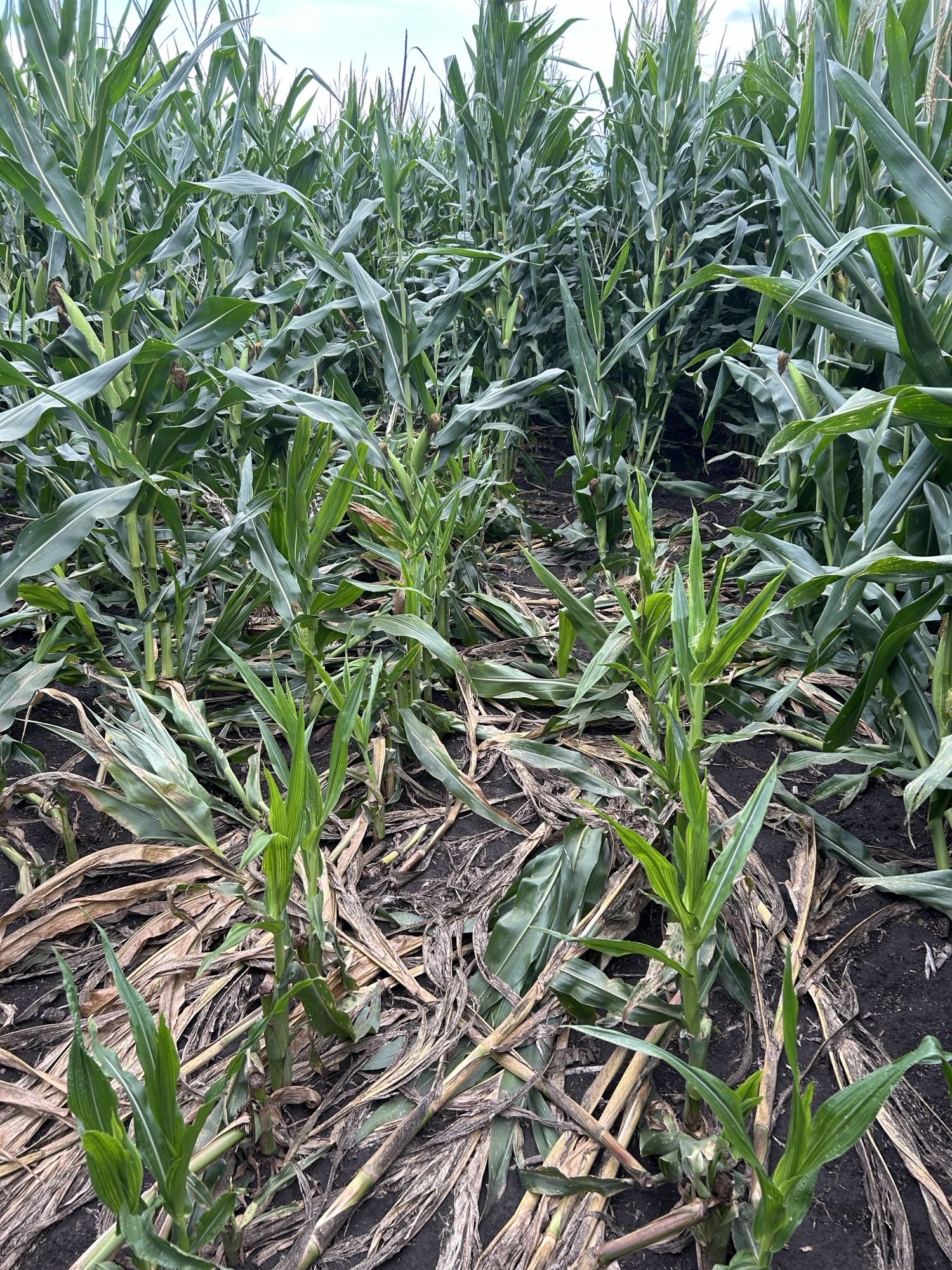 A hybrid with greensnap, observed after crop trialing