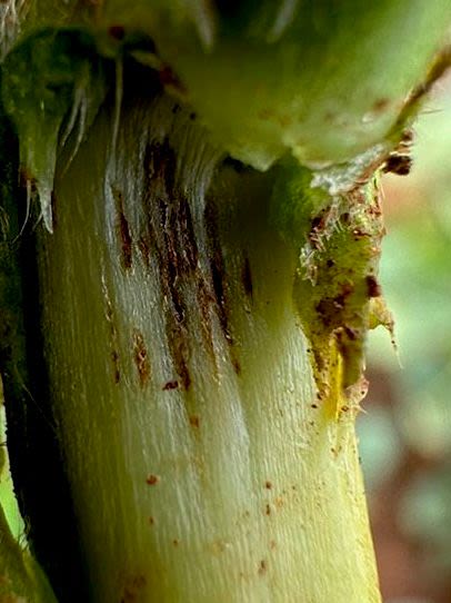 Soybean stem snap caused by Diaporthe ueckeri.