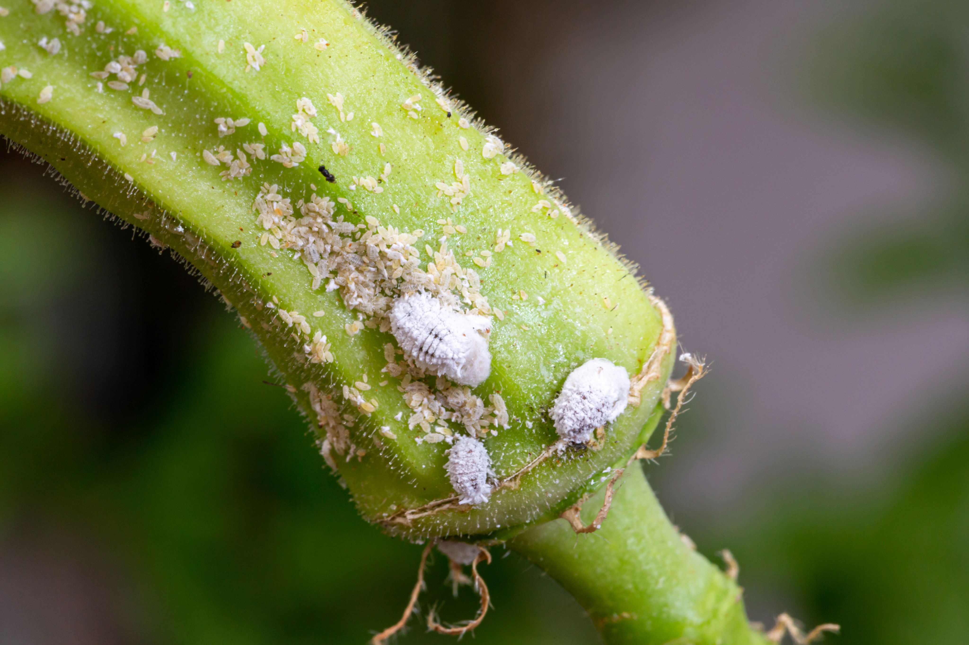 Mealybug Infestation on a plant