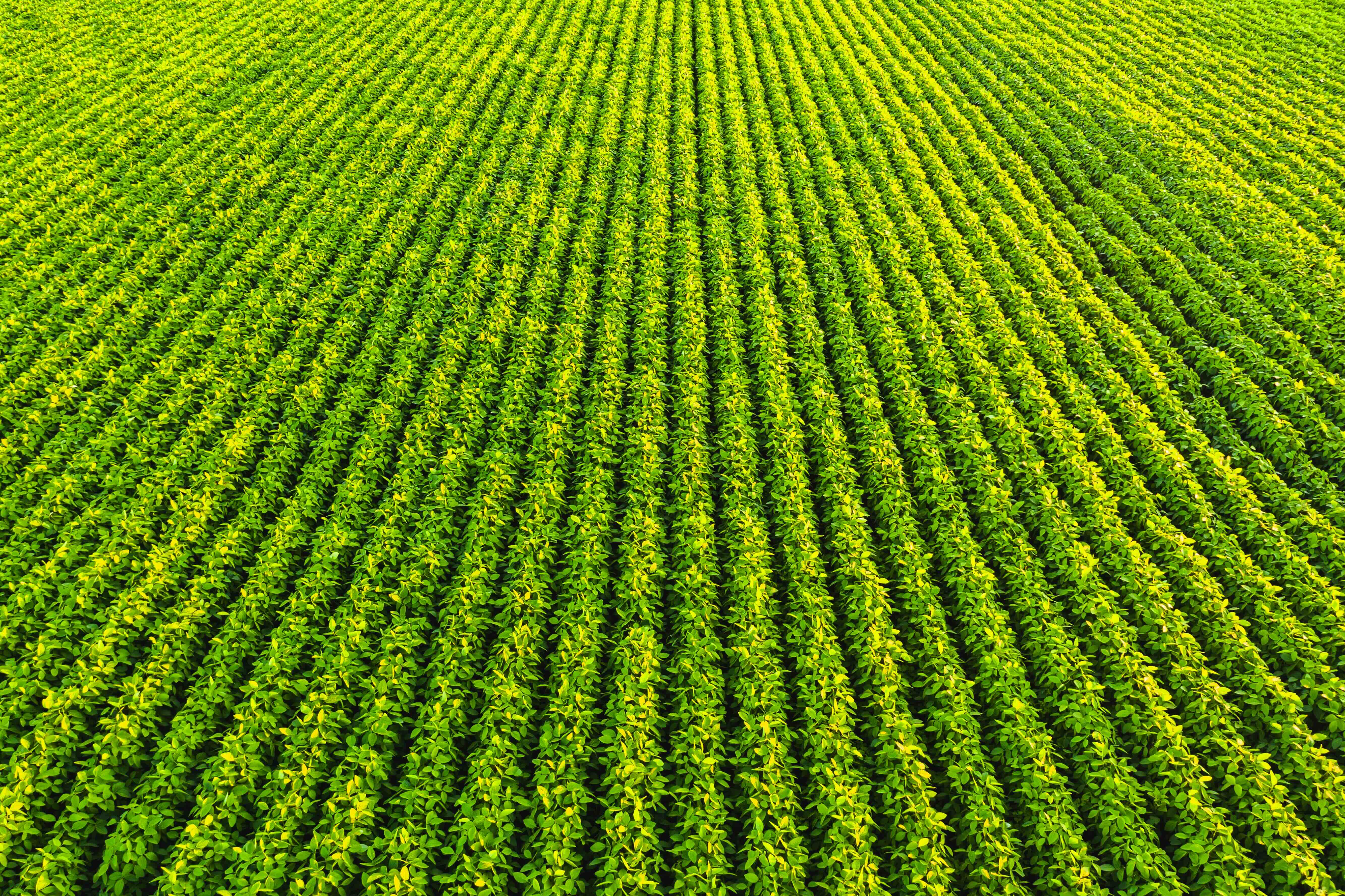 Some Field Breakthrough herbicide for cleaner fields and higher yields