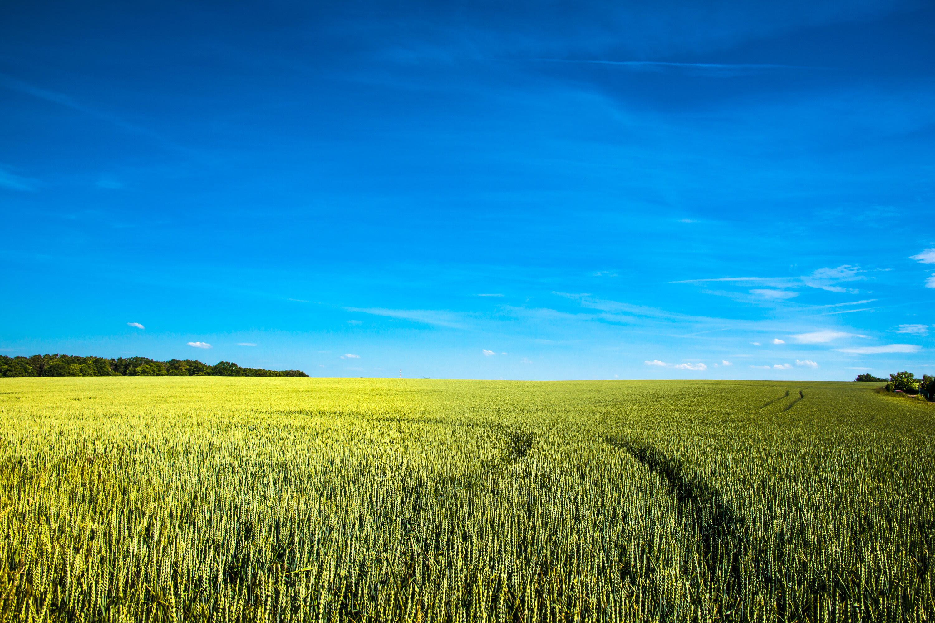 Panoramic view over beautiful farm landscape of wheat crops in late Spring with deep blue sky at sunny day with light and shadow interplay.