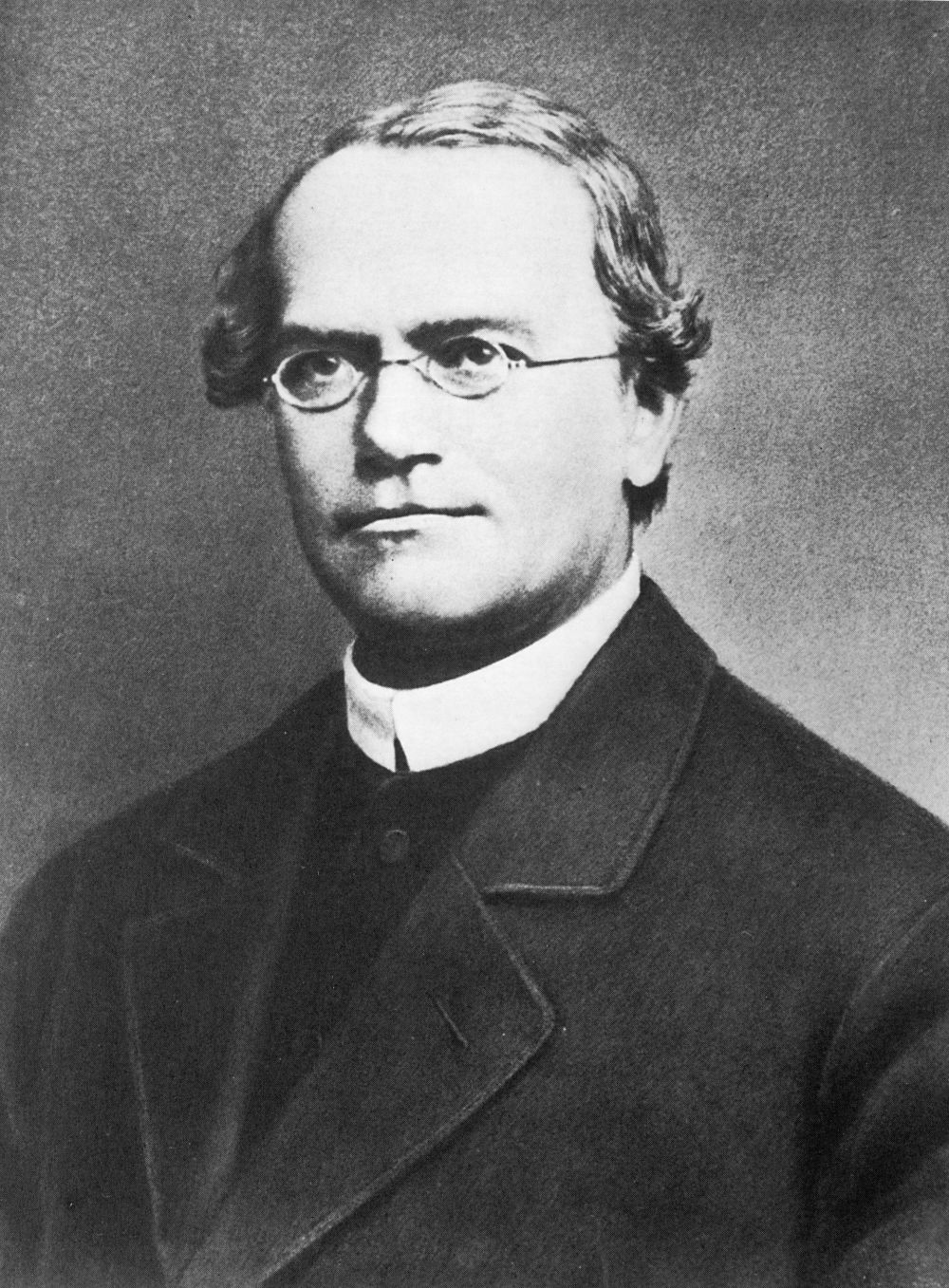 http://0.tqn.com/d/biology/1/0/l/e/3244238.jpg, Public domain, via Wikimedia Commons