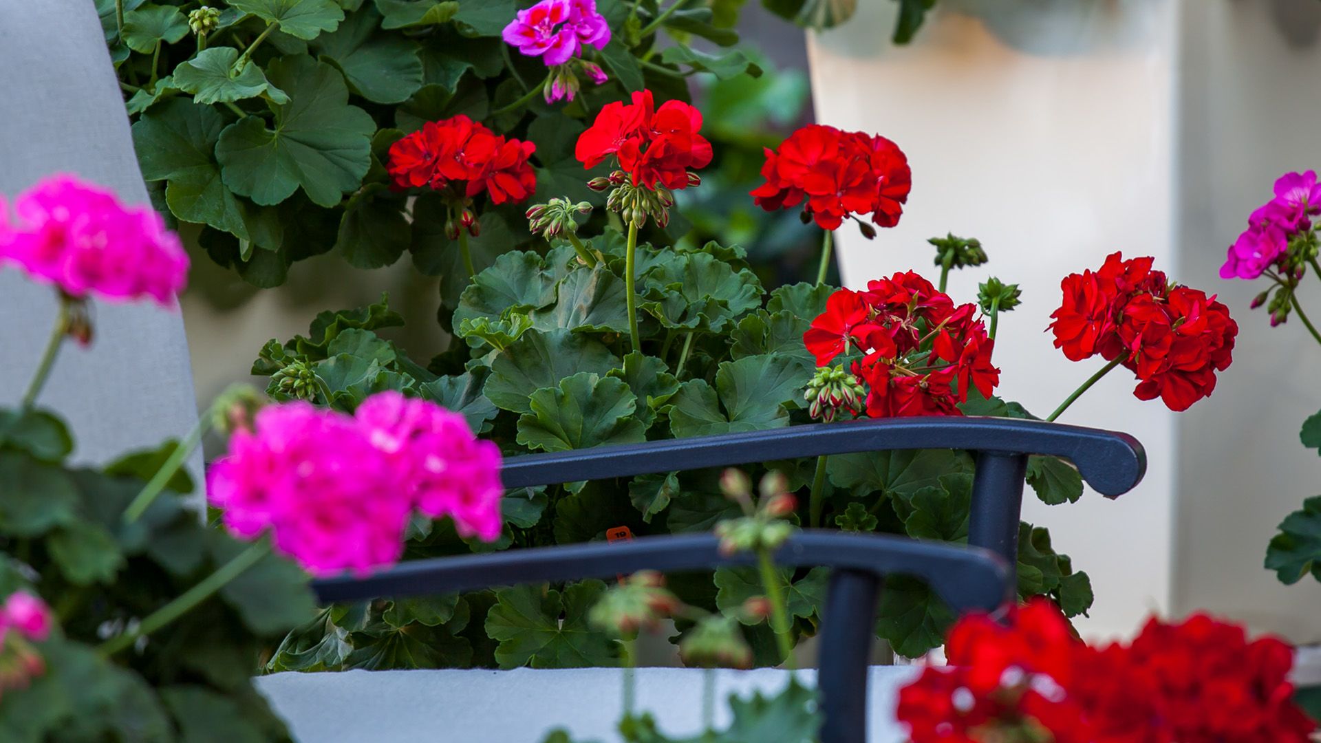 Calliope Large Interspecific Geranium Display