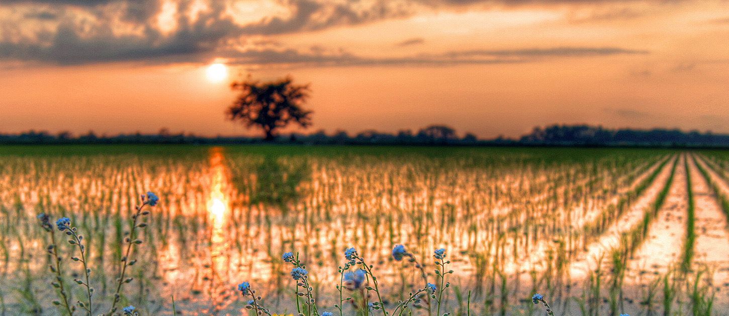 Wet rice field in Japan