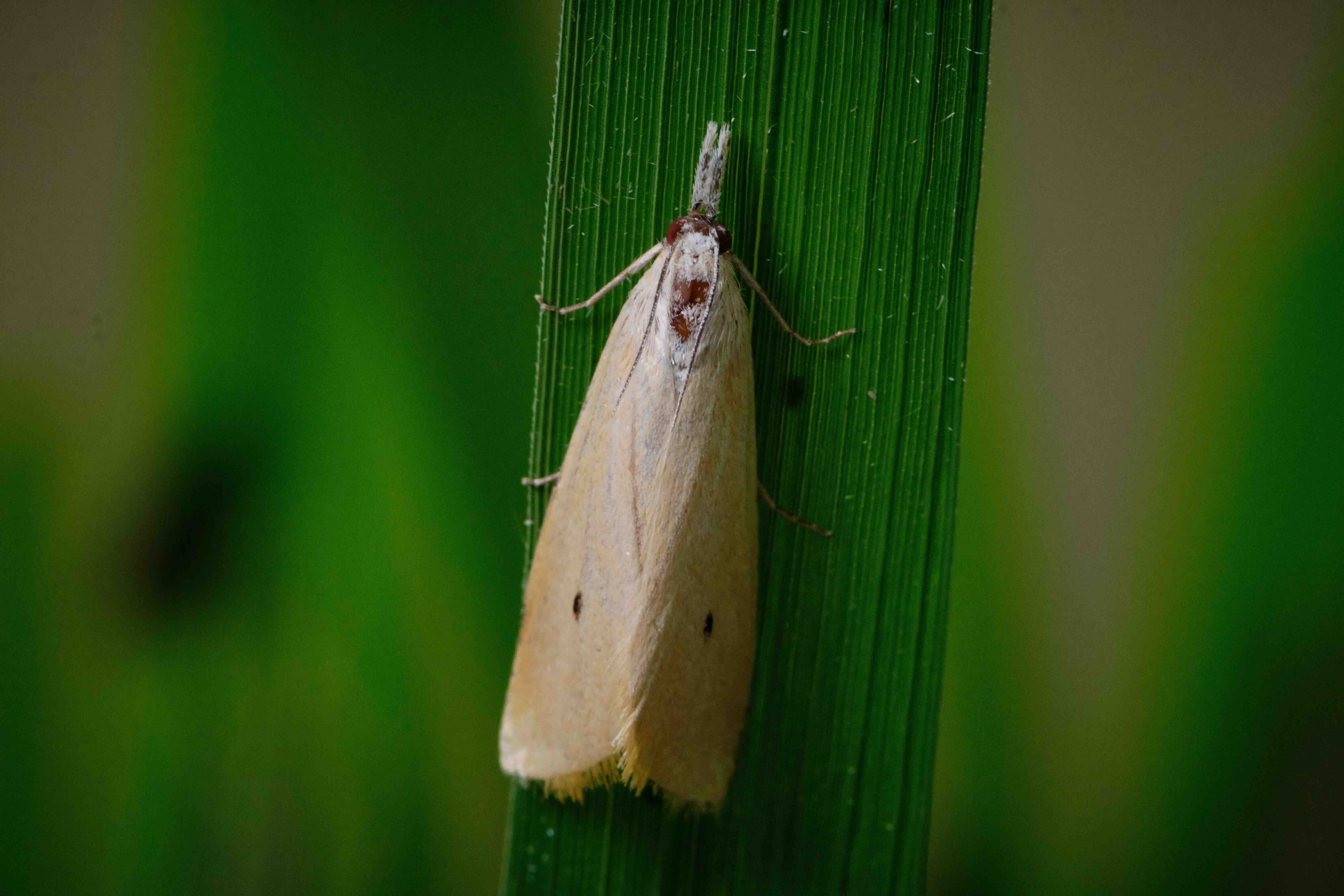 Wood Insect In Rice Protecting the rice harvest and beneficial insects | Syngenta