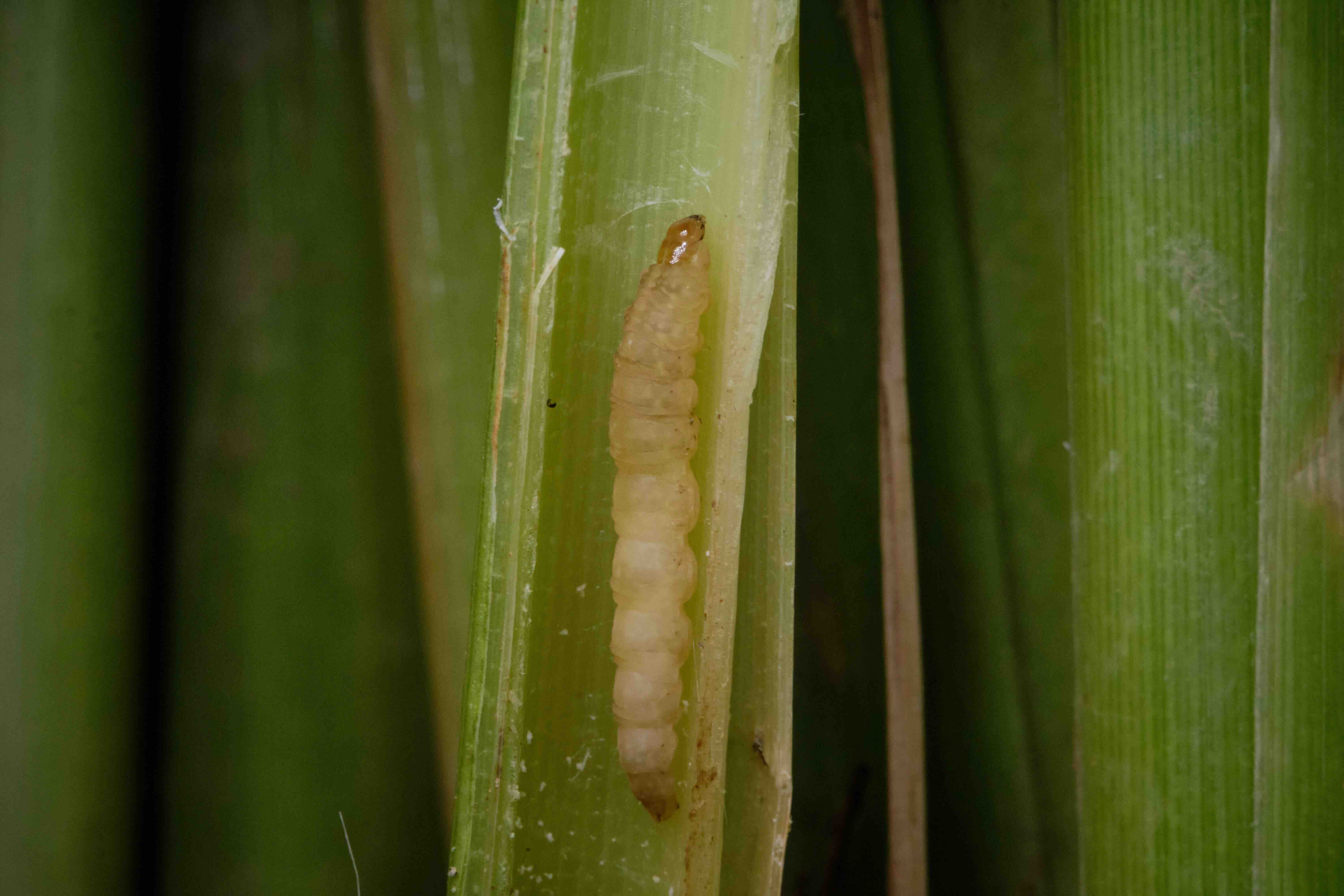 Wood Insect In Rice Protecting the rice harvest and beneficial insects | Syngenta