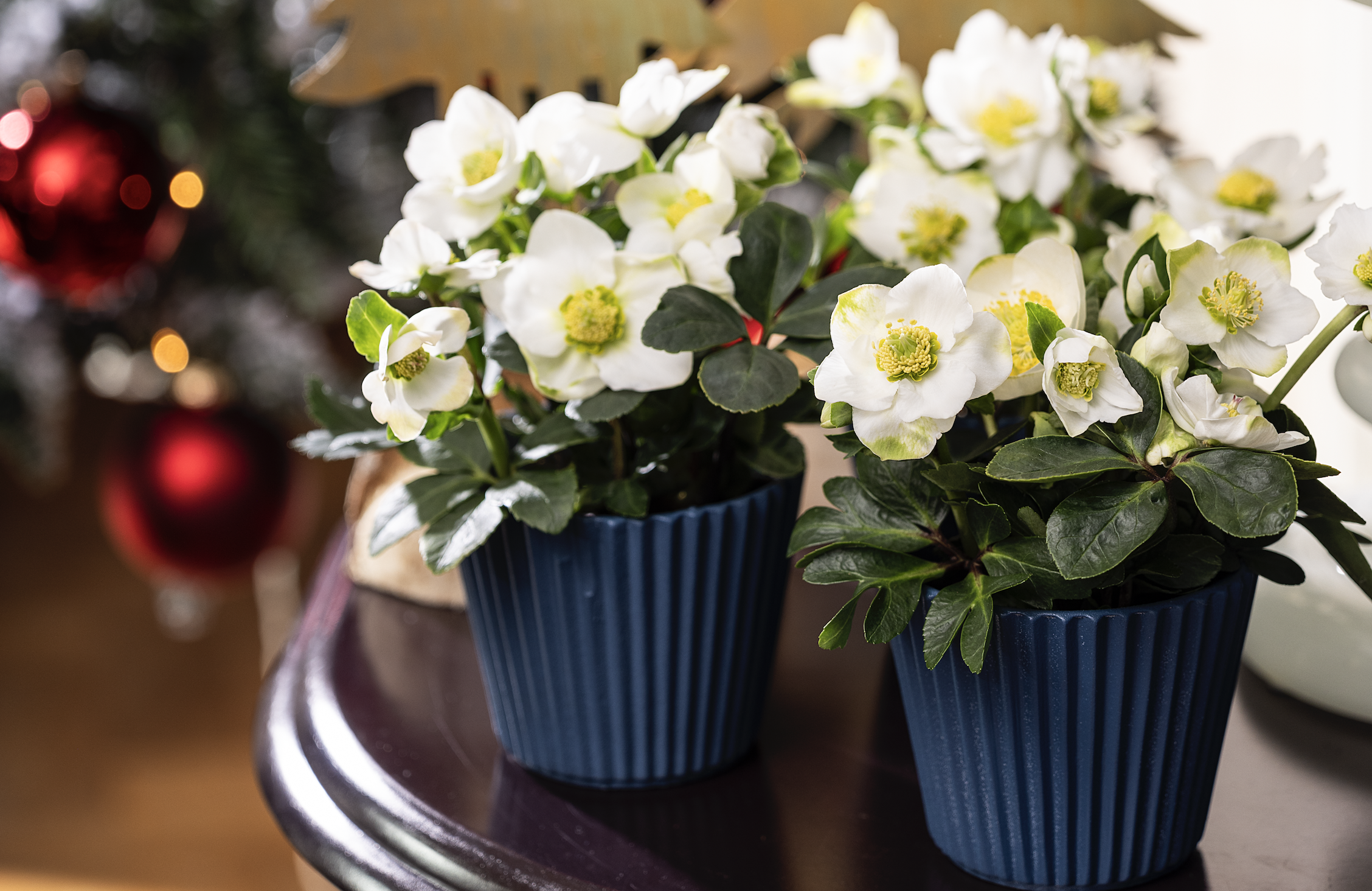 Deck the halls with hellebores | Syngenta