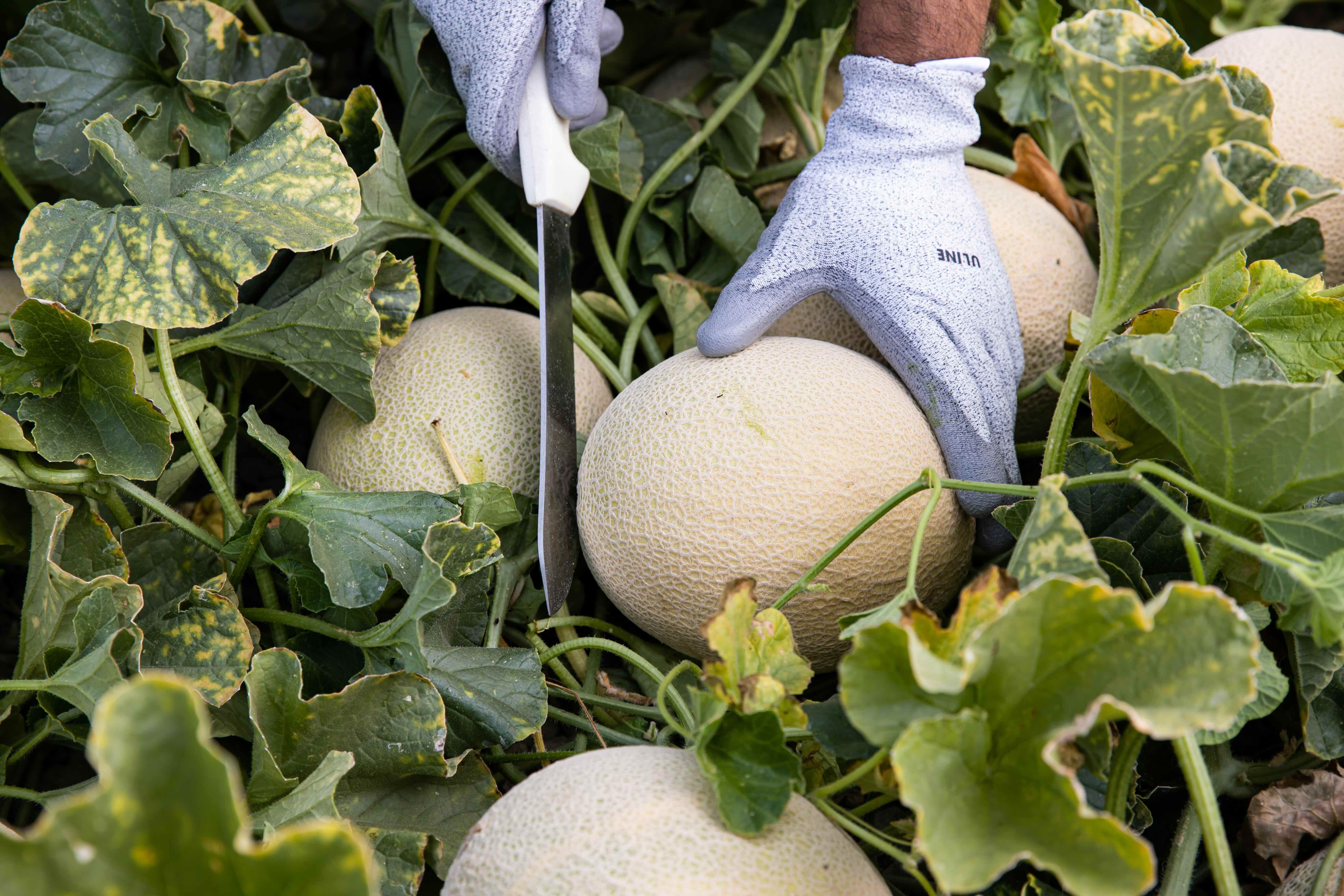 Color-changing melon innovation ripe to revive US market