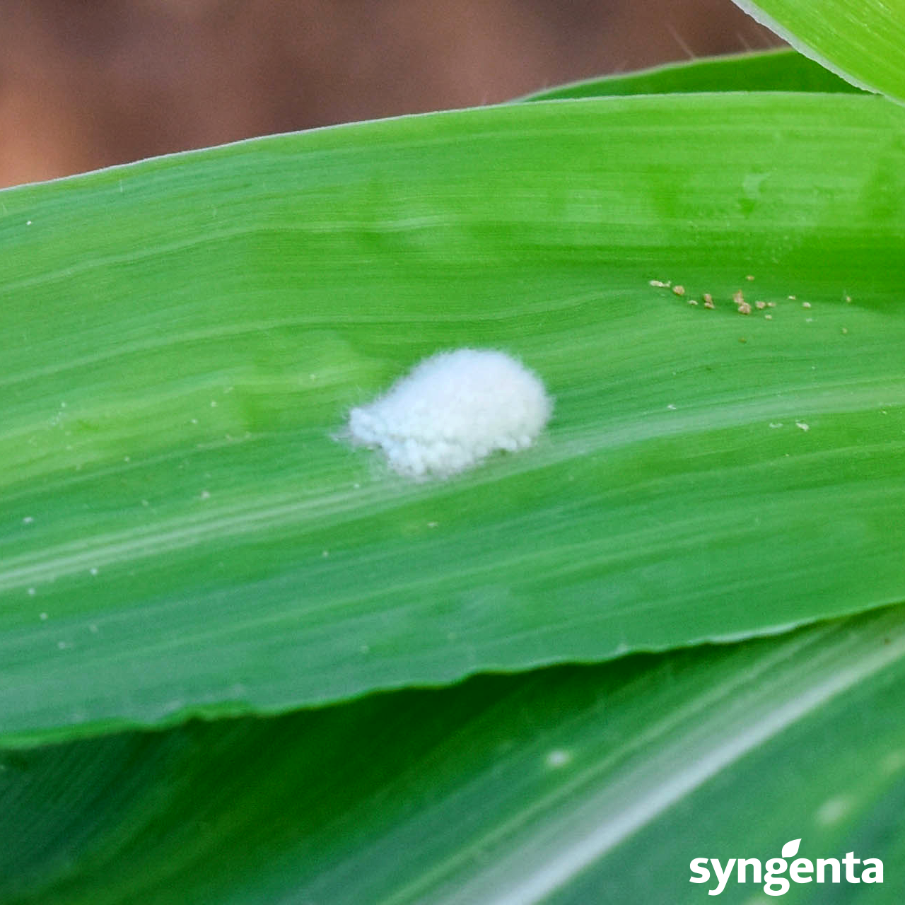 Fall armyworm eggmass on corn leaf