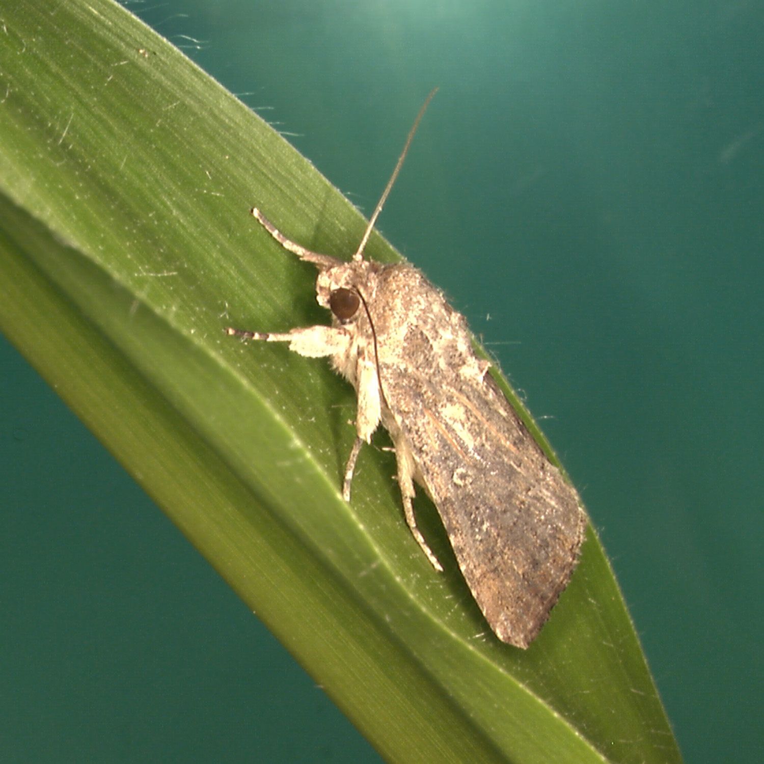 Fall armyworm (Spodoptera frugiperda) adult on corn.